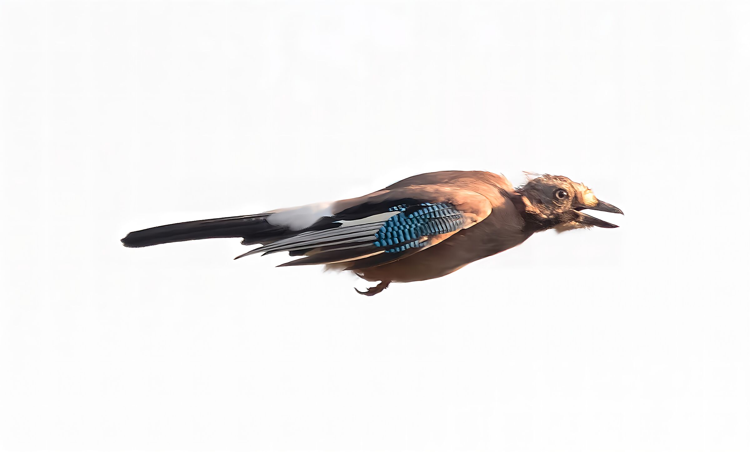 Ghiandaia in volo Oasi Lipu Cesano M. MB 29/08/2024