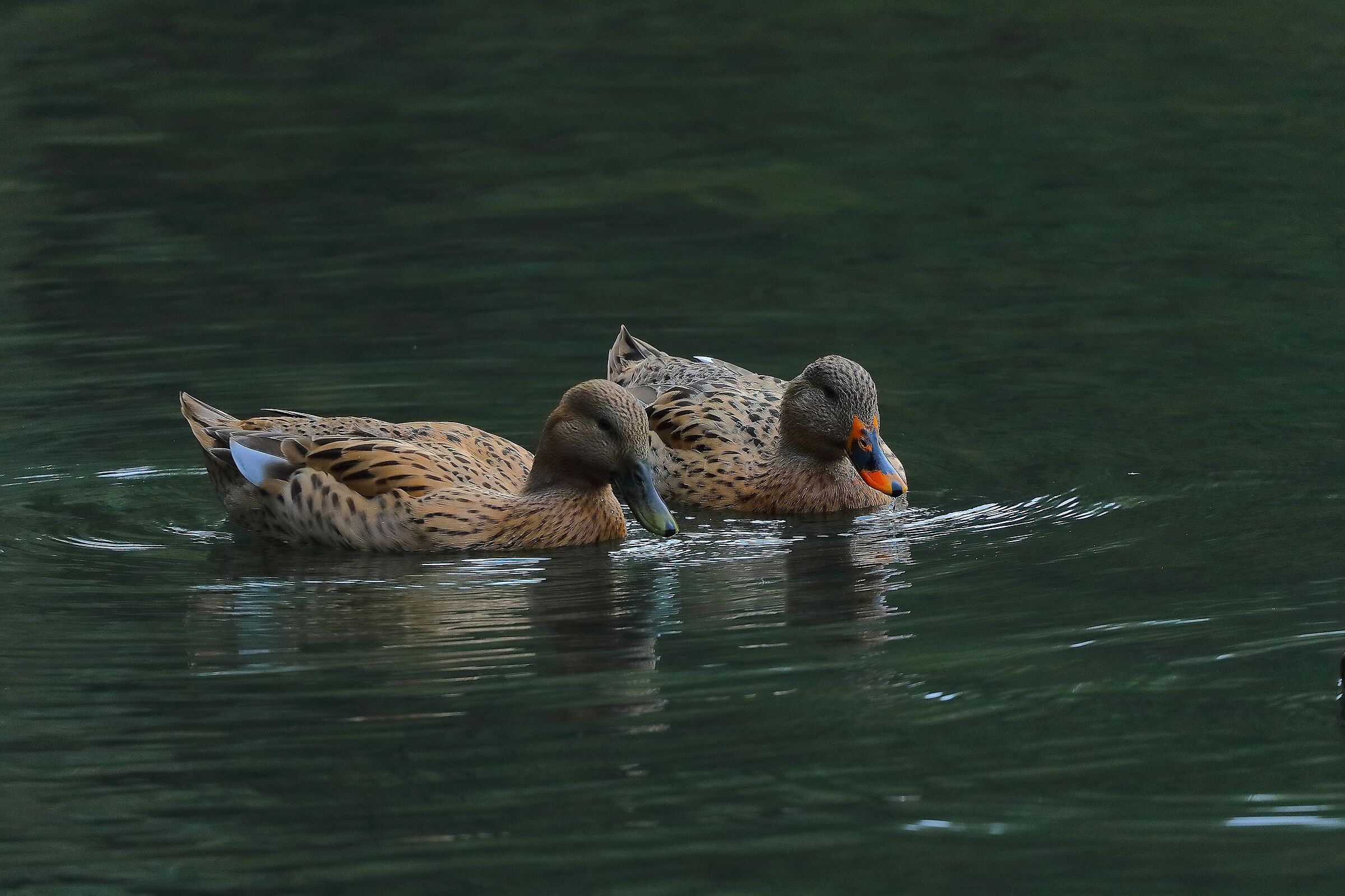 Germani 06 ottobre 2024 - 0072