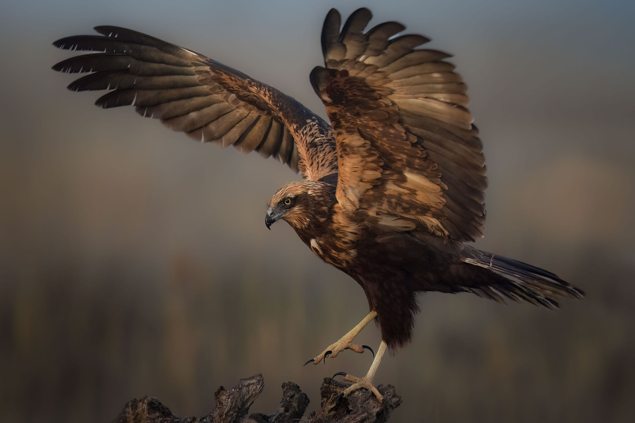 Marsh Harrier