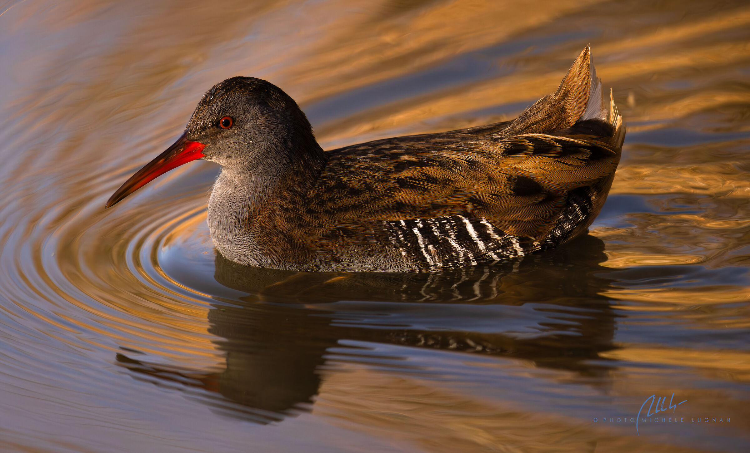 Water rail
