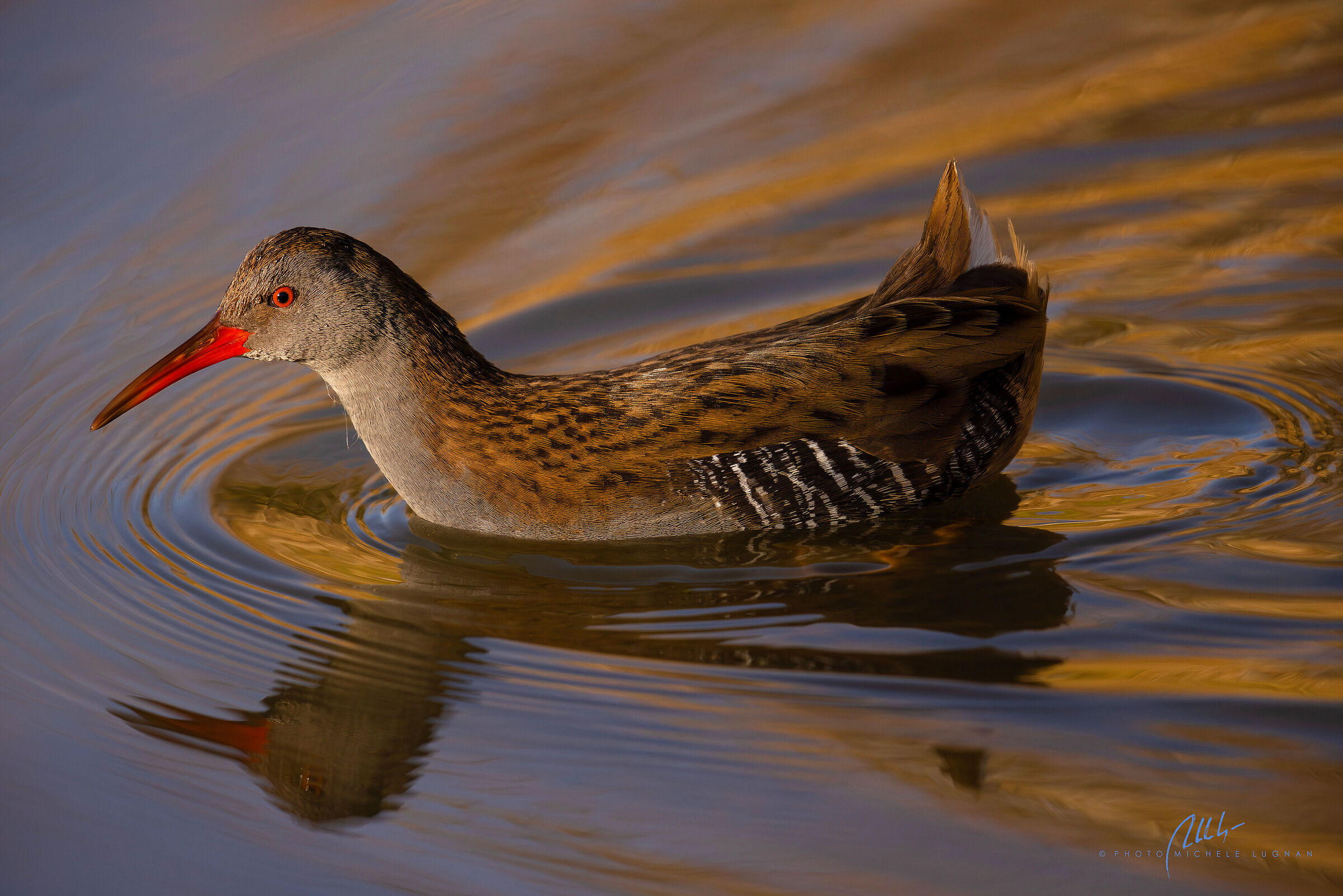 Water rail