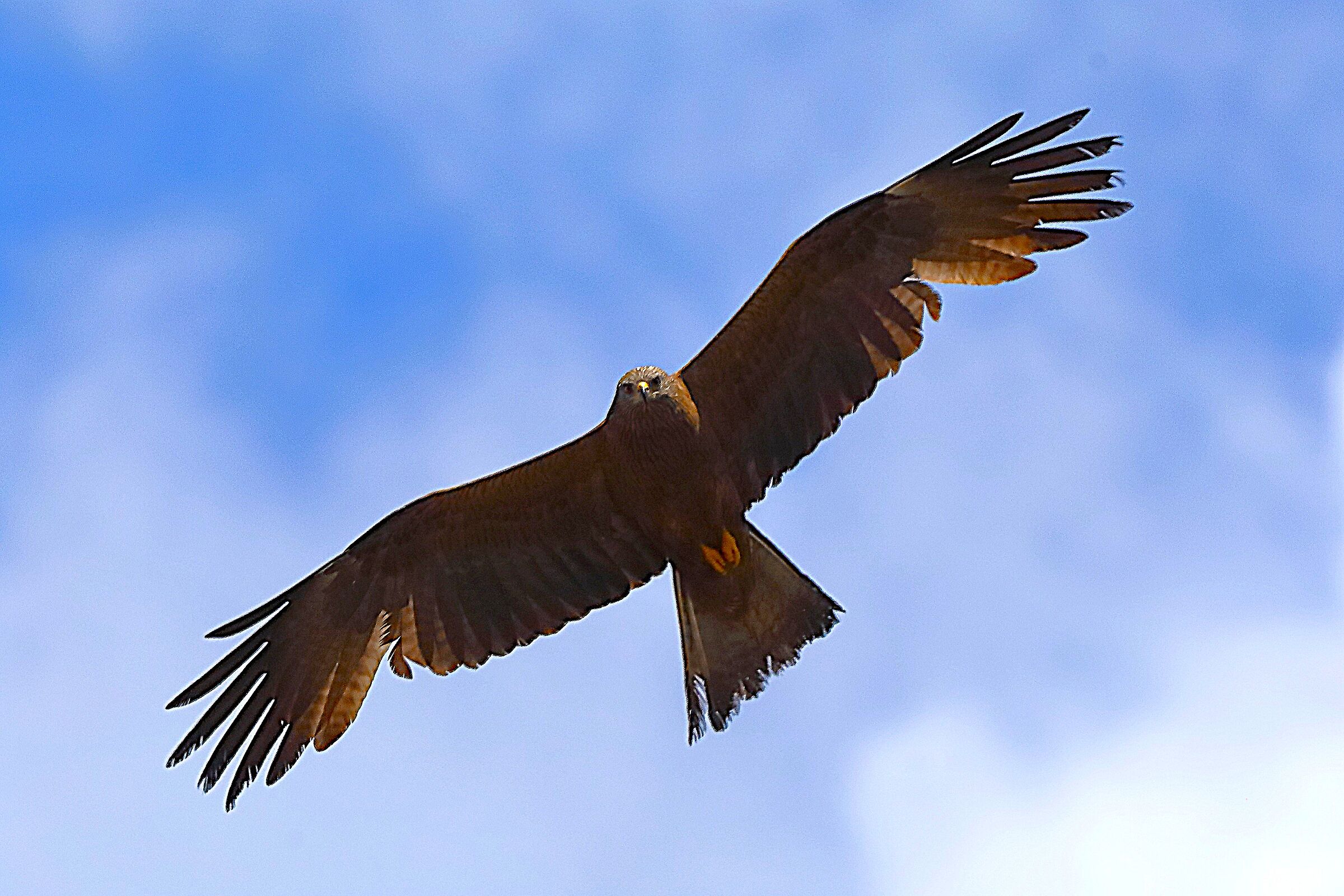 Nibbio bruno 02 giugno 2024 - 0110