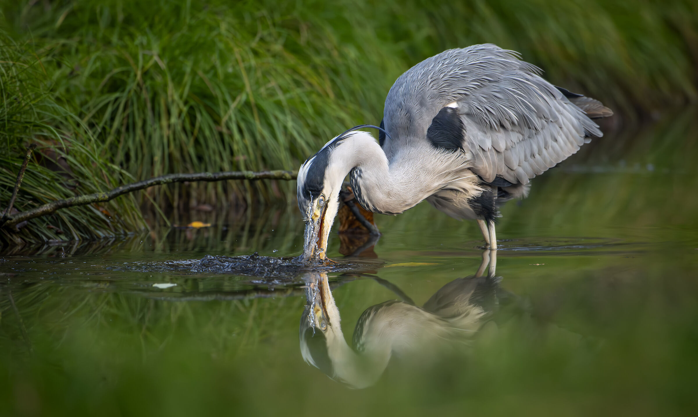 Heron fishing