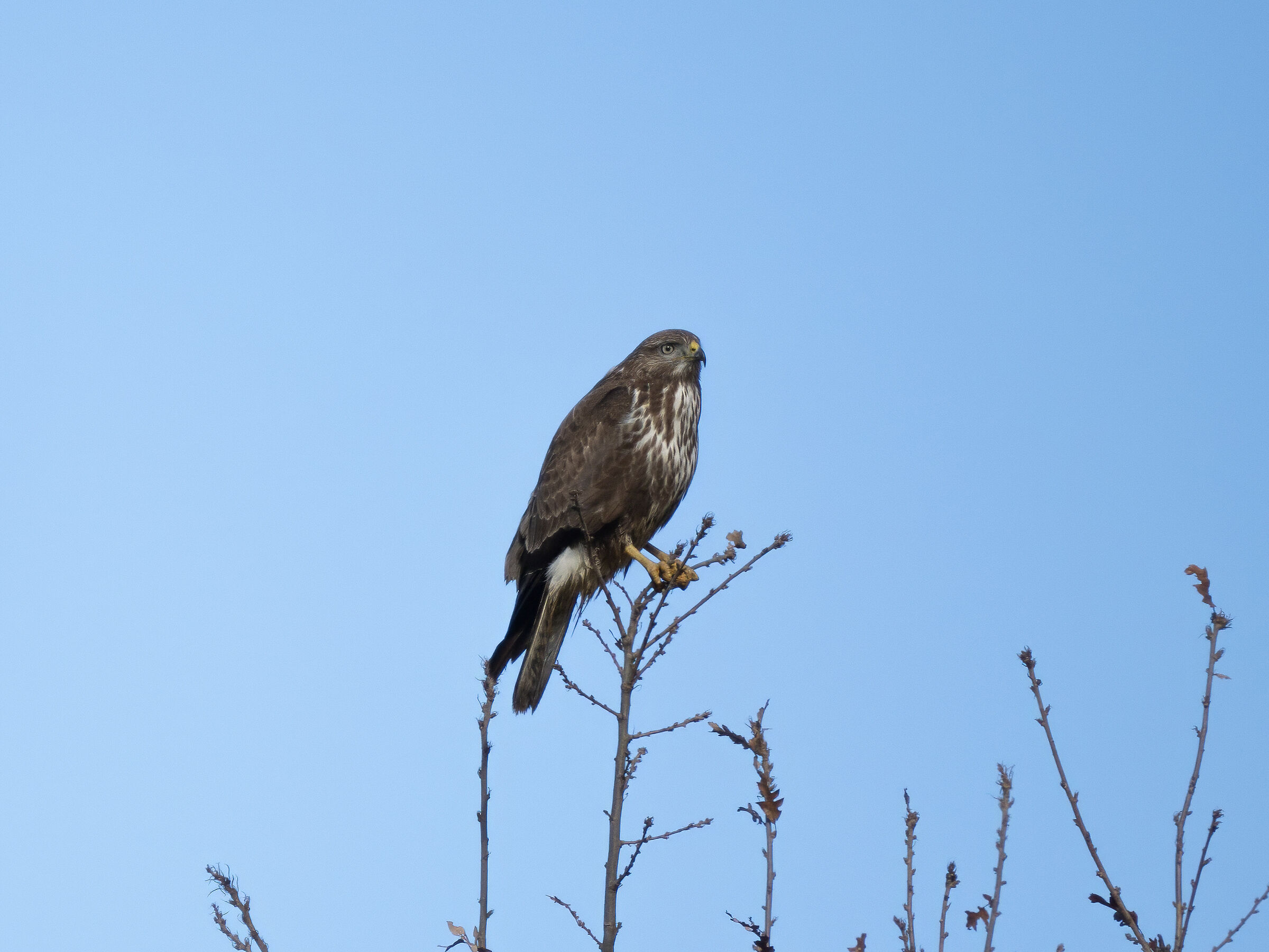 Buzzard