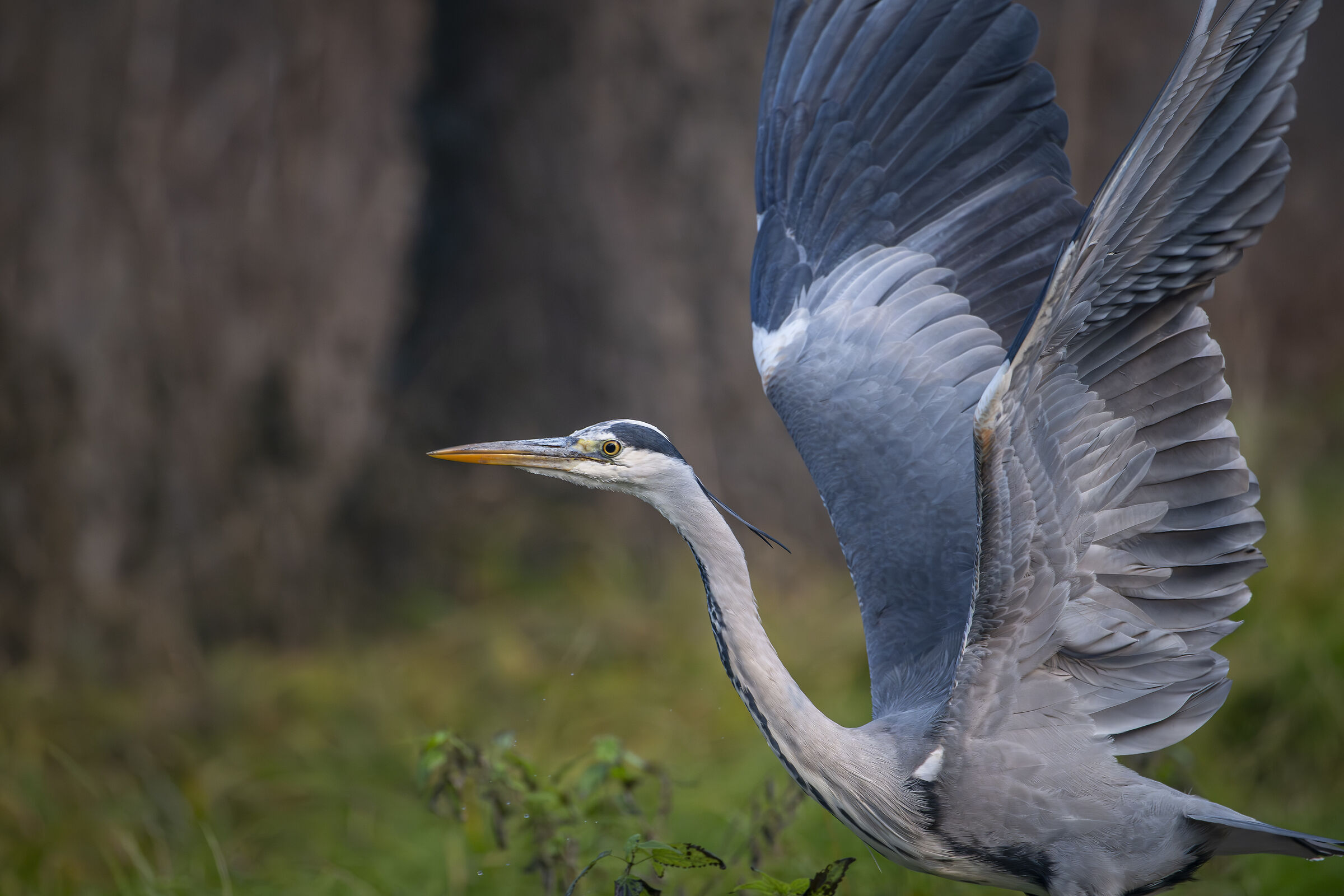 Heron so close that it was not in the lens