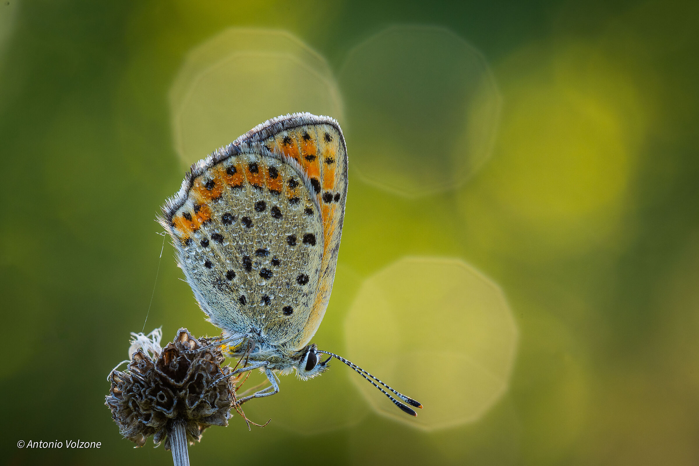 Lycaena Dispar