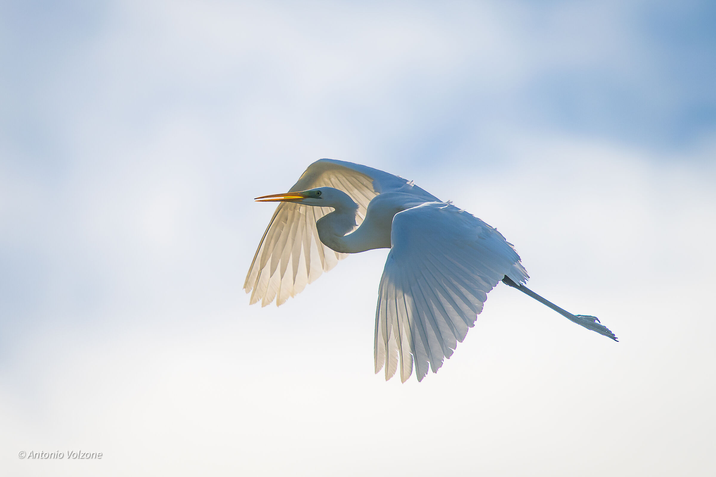 Great Egret