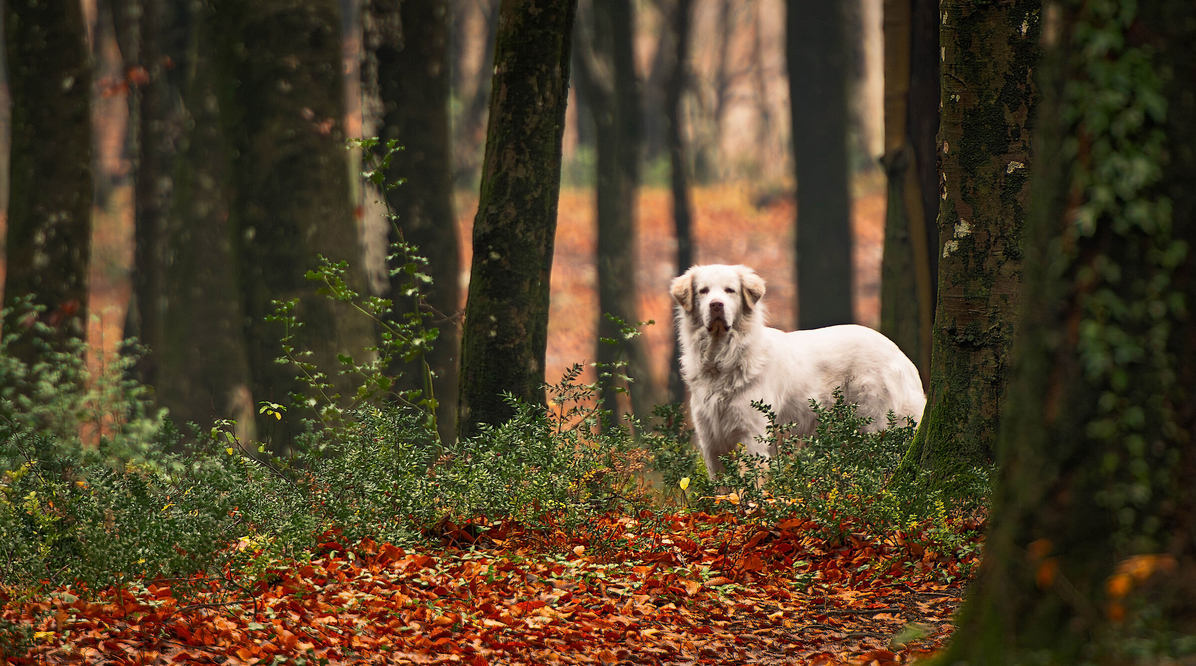The master of the woods
