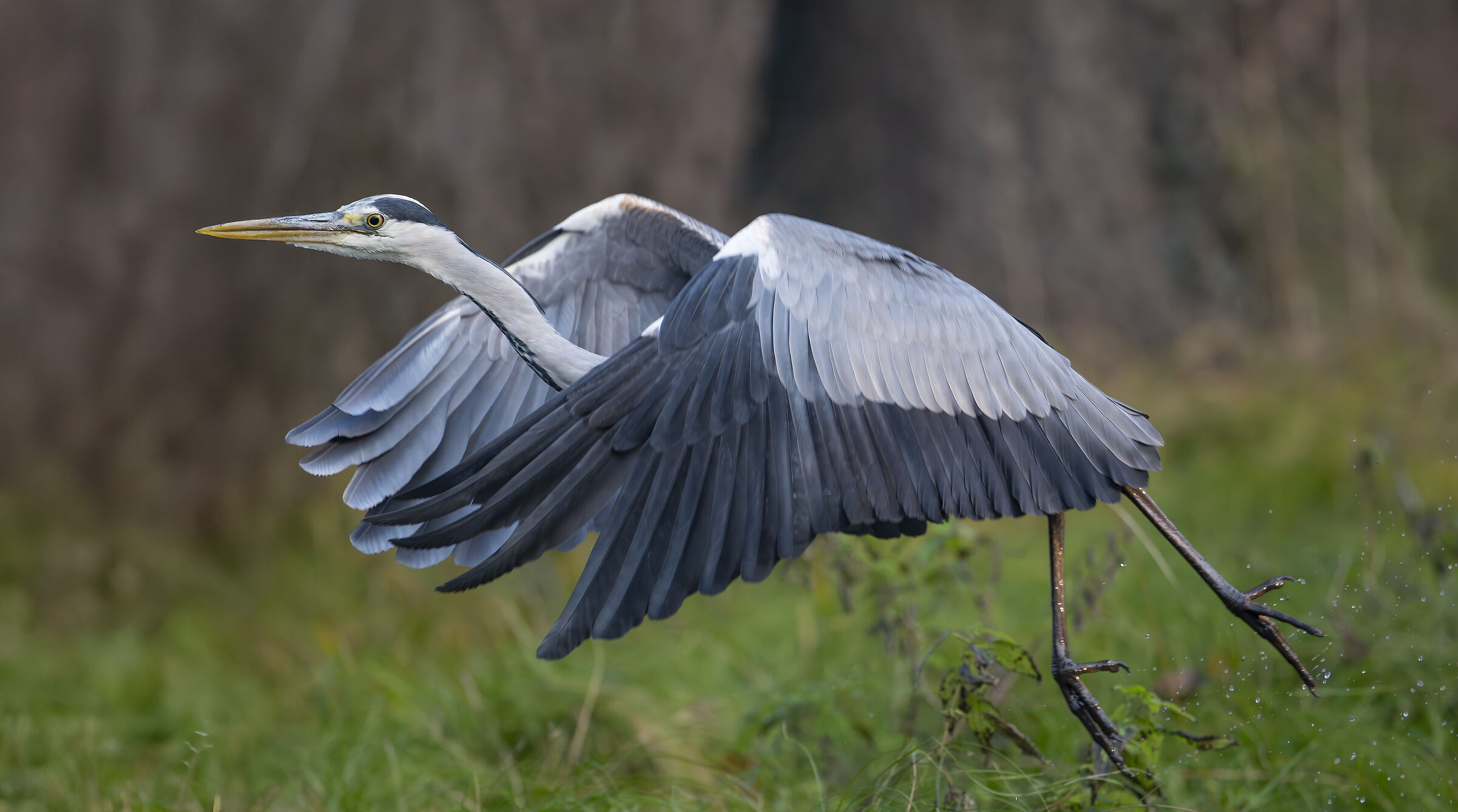 Grey heron
