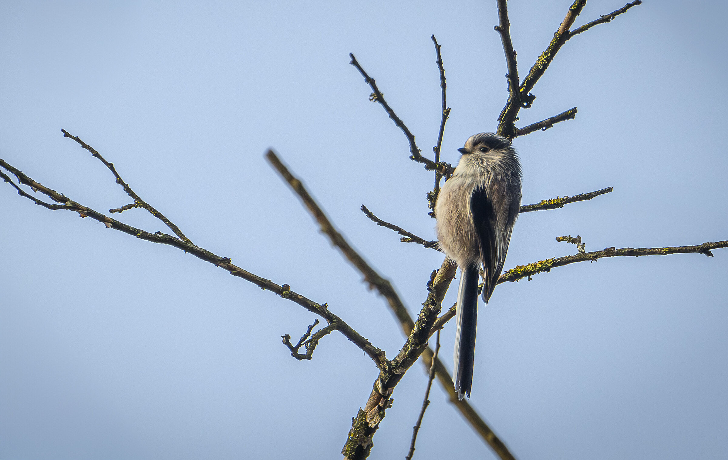Long-tailed