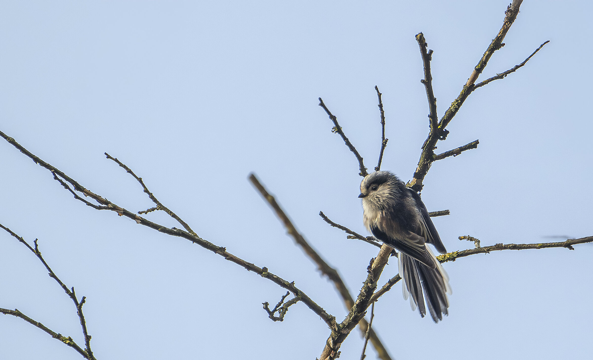 Long-tailed