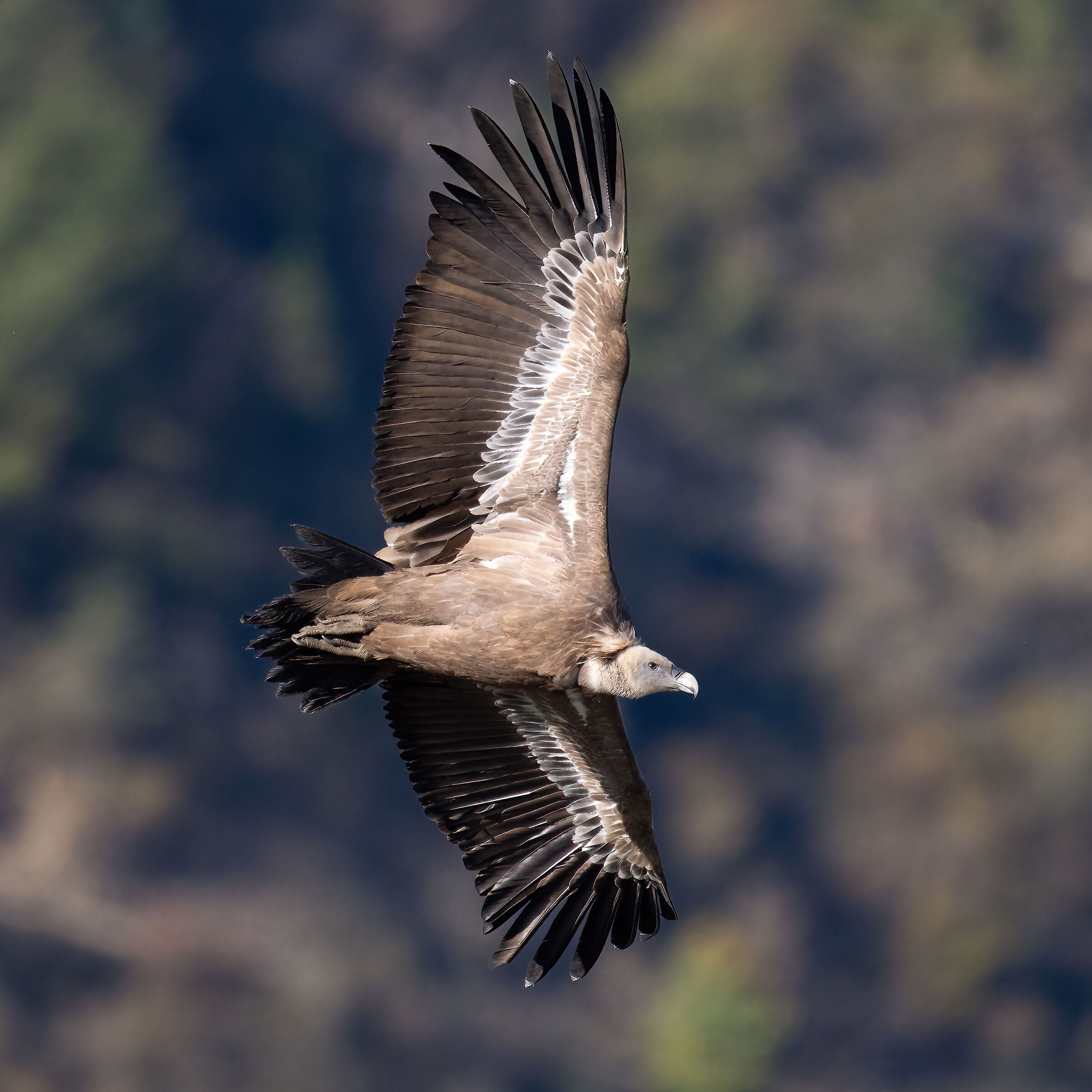 Griffin - Barronies Provencal