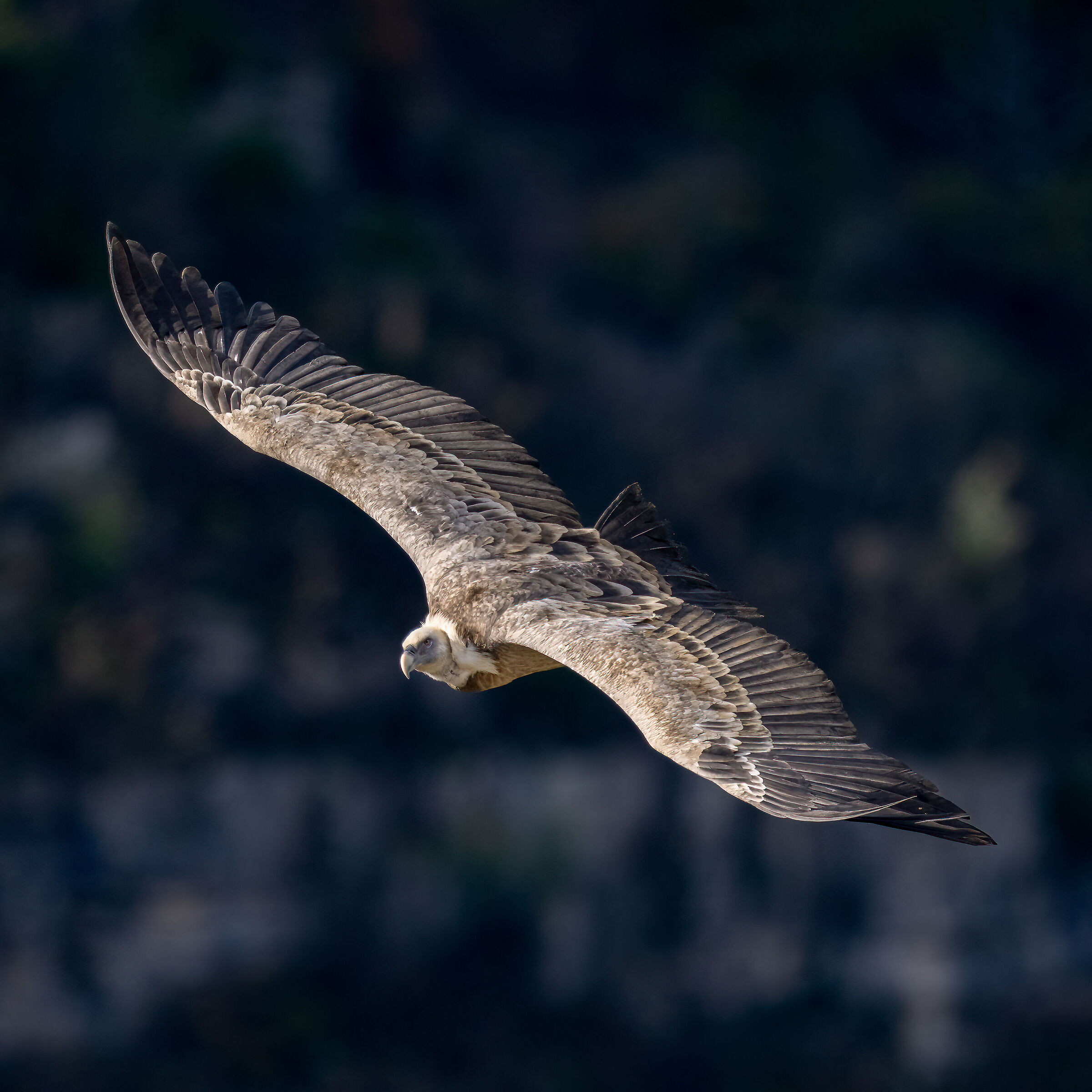 Griffin - Barronies Provencal