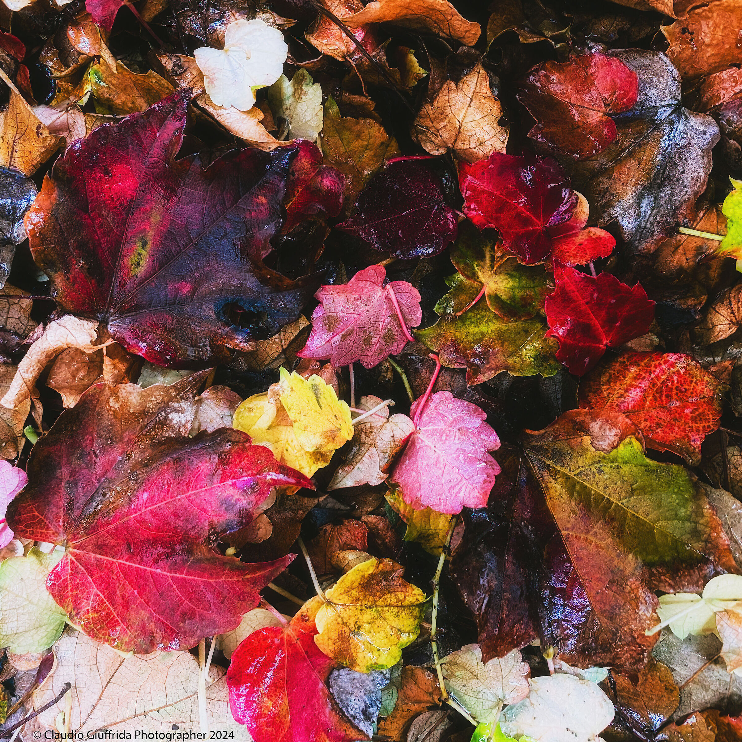 Tavolozza di fine autunno