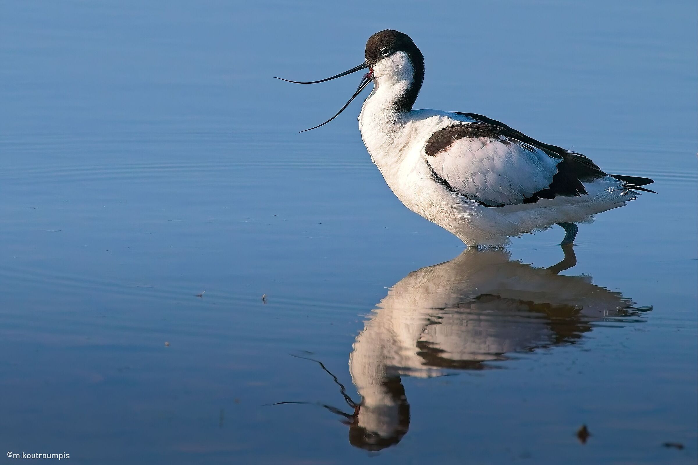 Pied Avocet