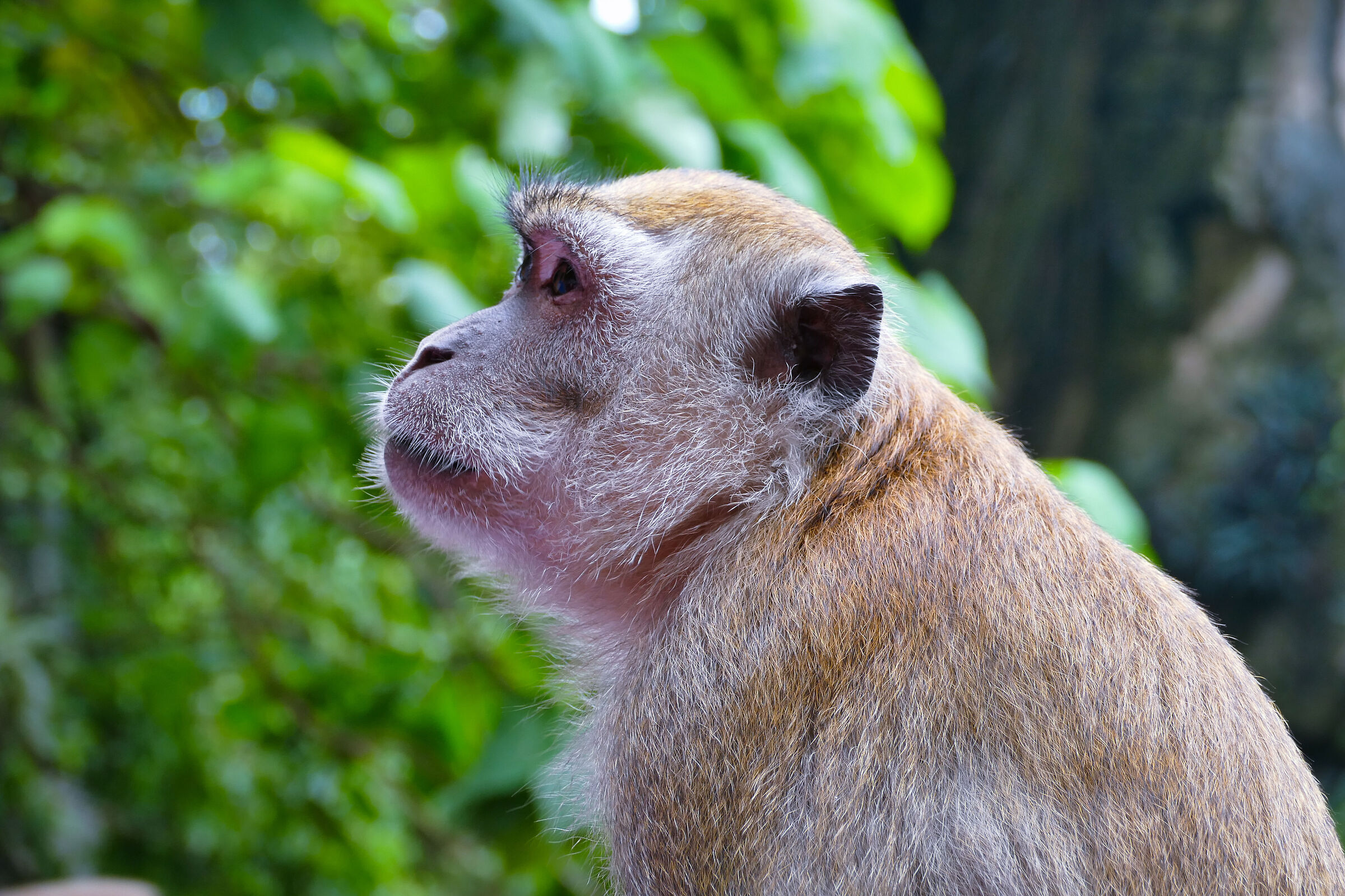 Indonesian macaque at Batu Caves / 1
