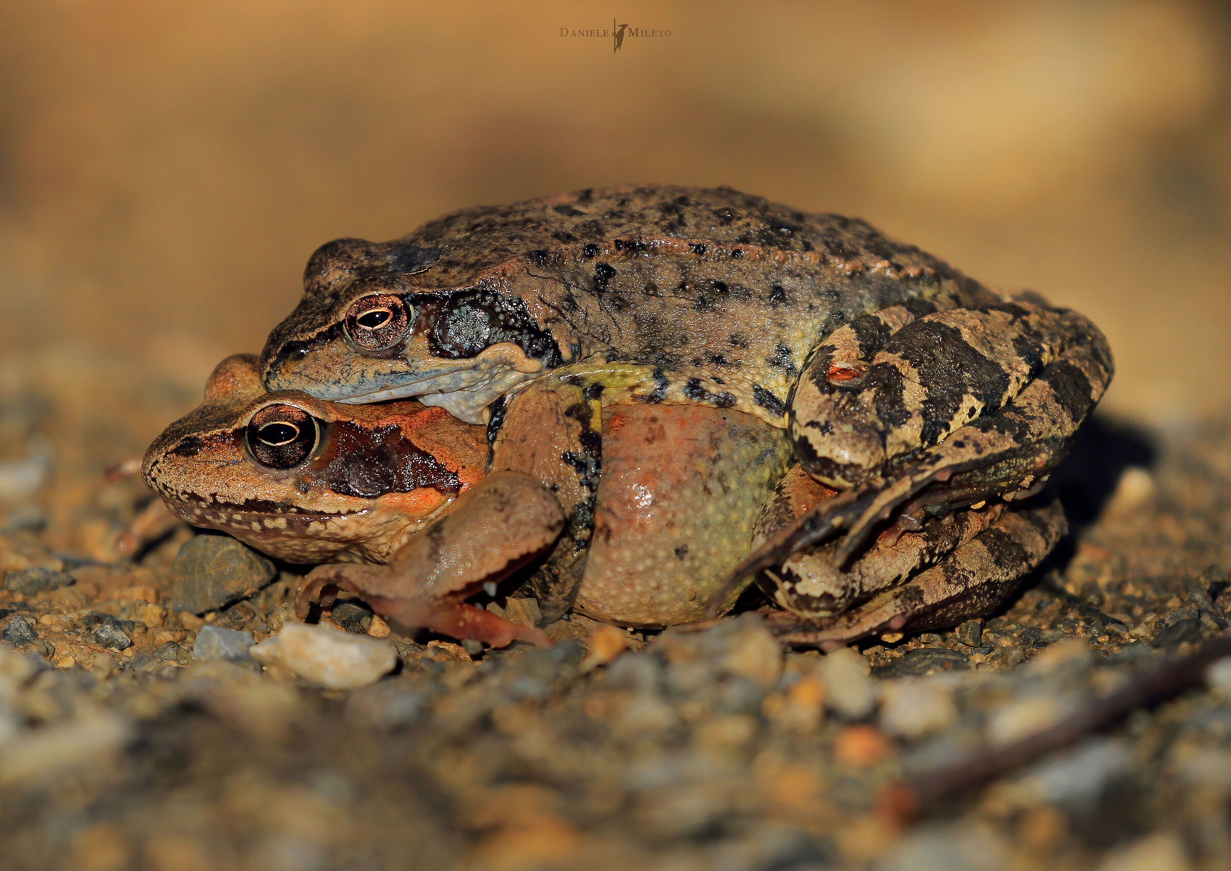 Time of love "frog temporaria" in mating