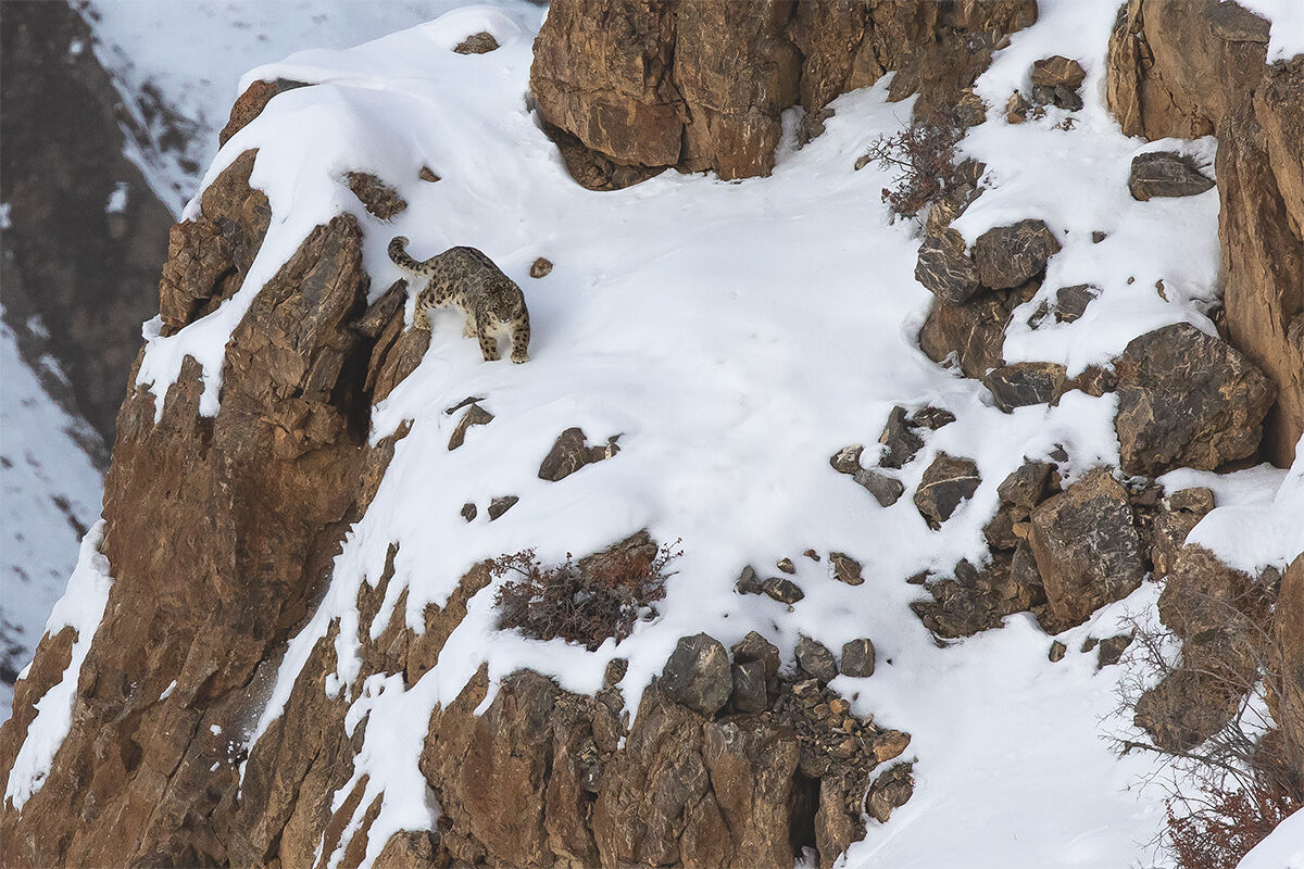 Snow Leopard