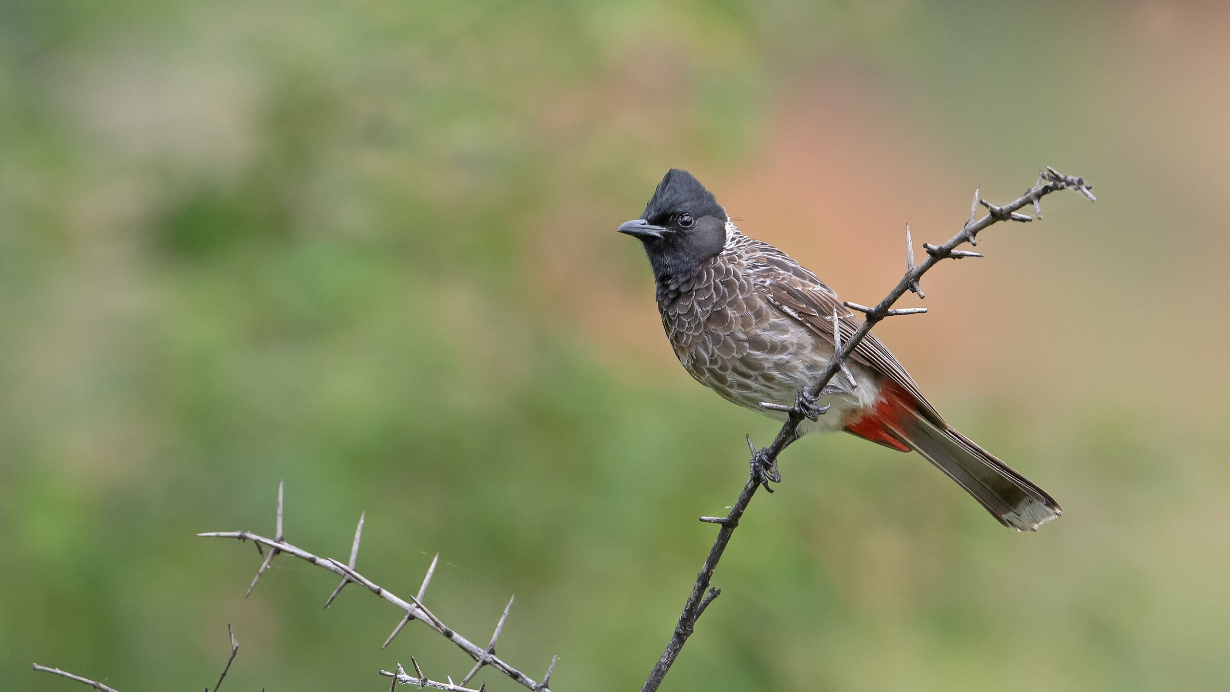 Red-vented bulbul (Pycnonotus cafer)