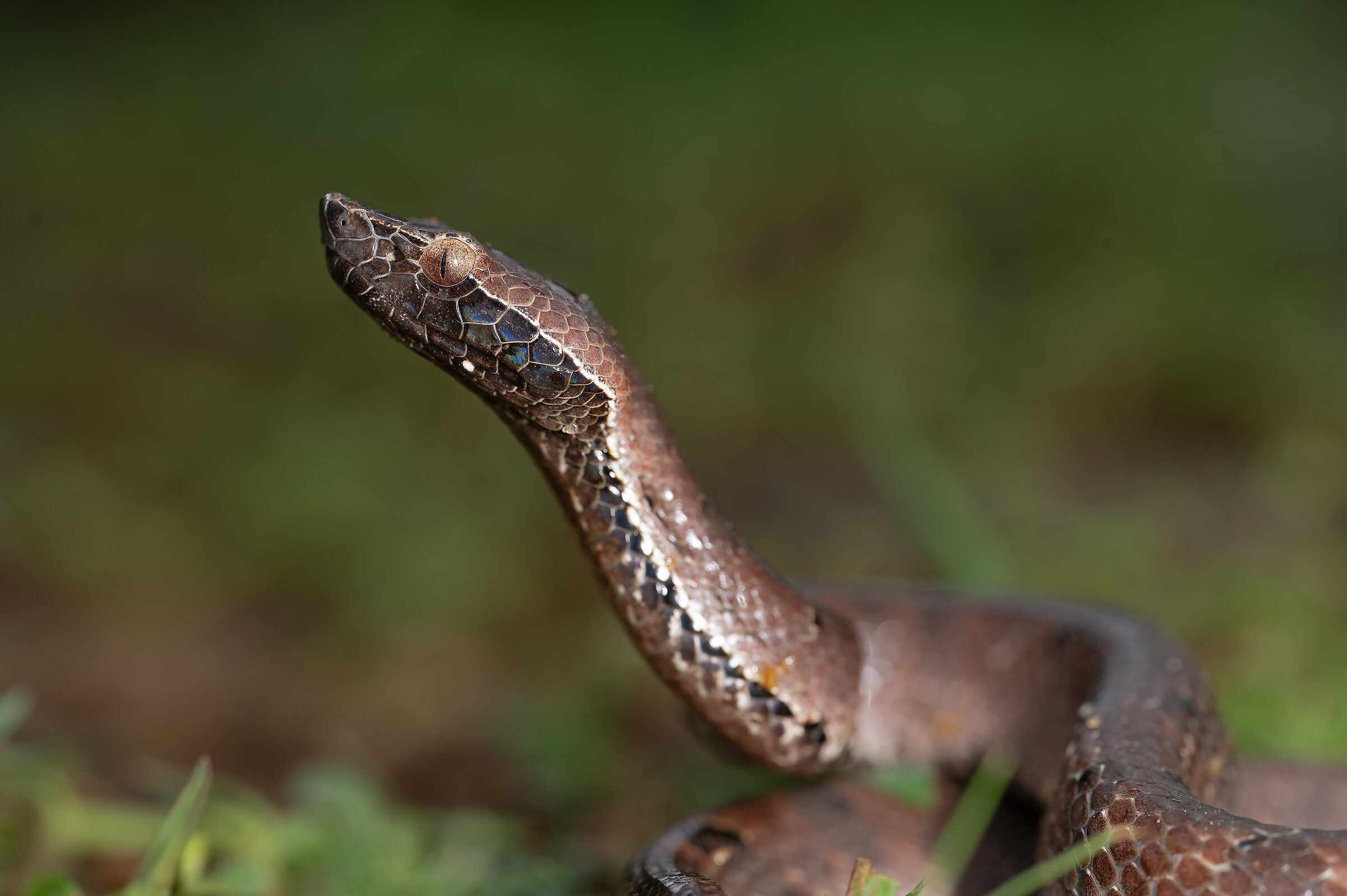 Hump-nosed pit viper (Hypnale hypnale)