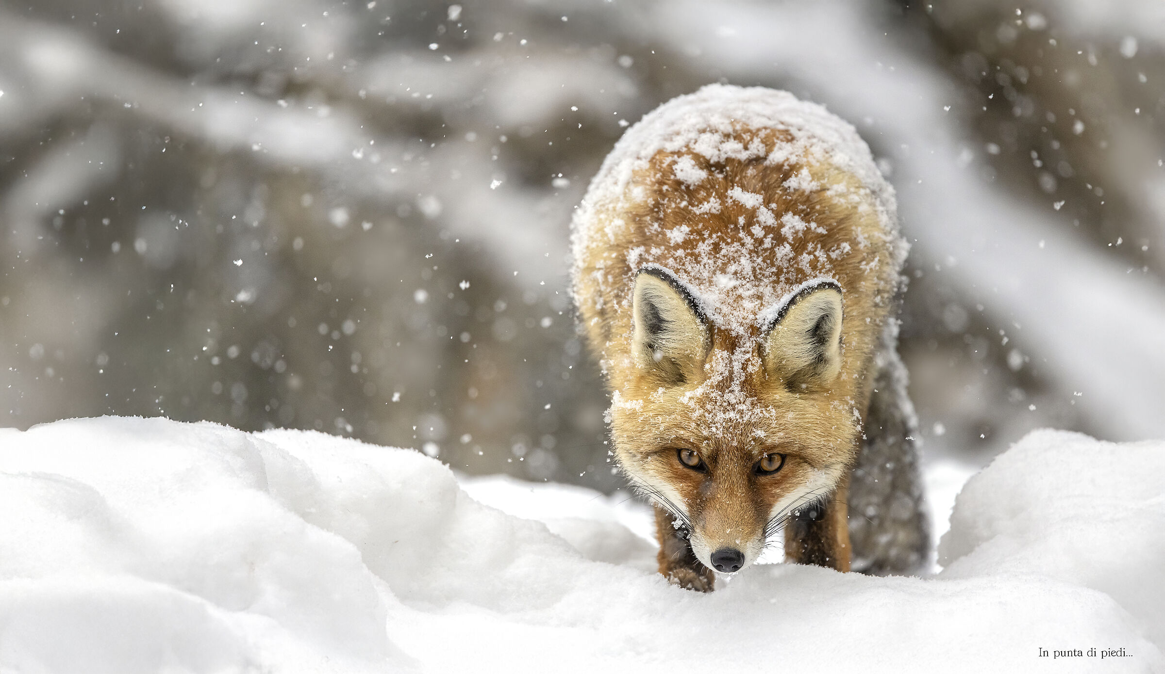 the spirit of the Mountain echoes in you...