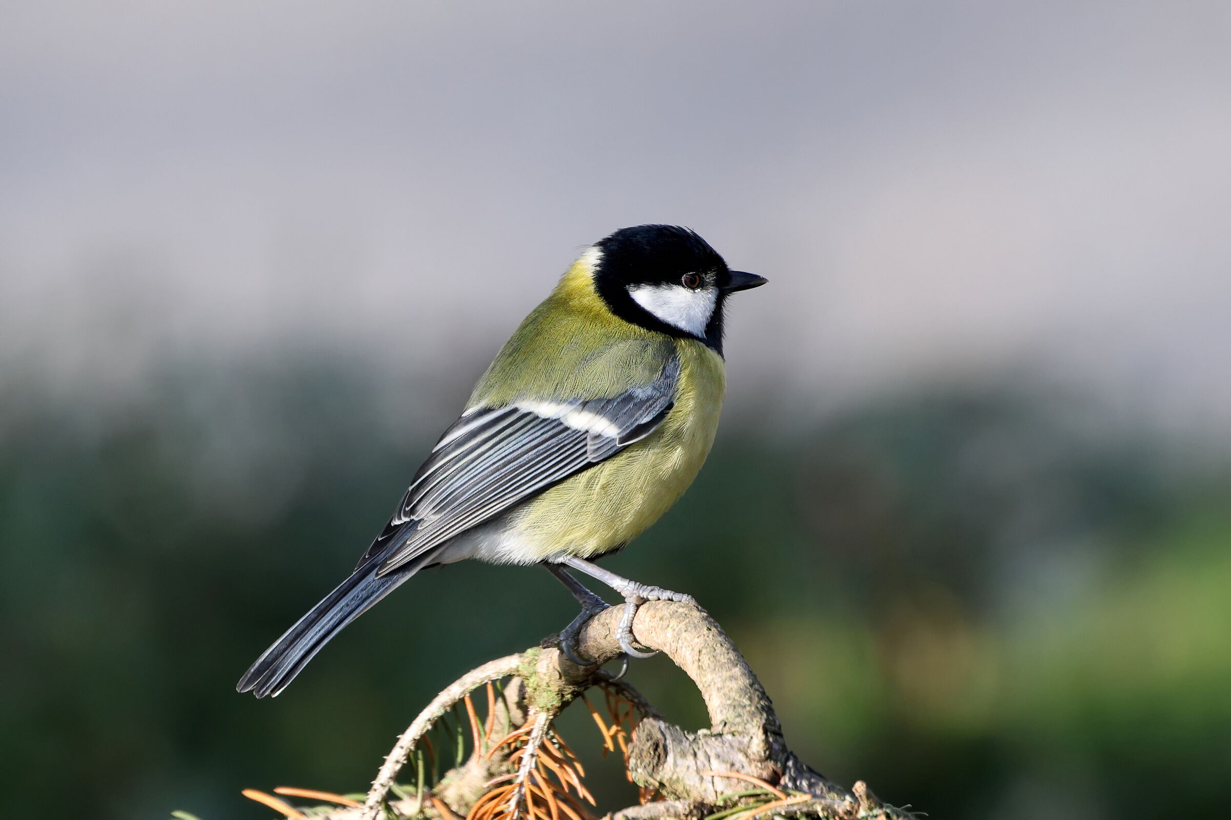Cinciallegra da dietro i vetri.