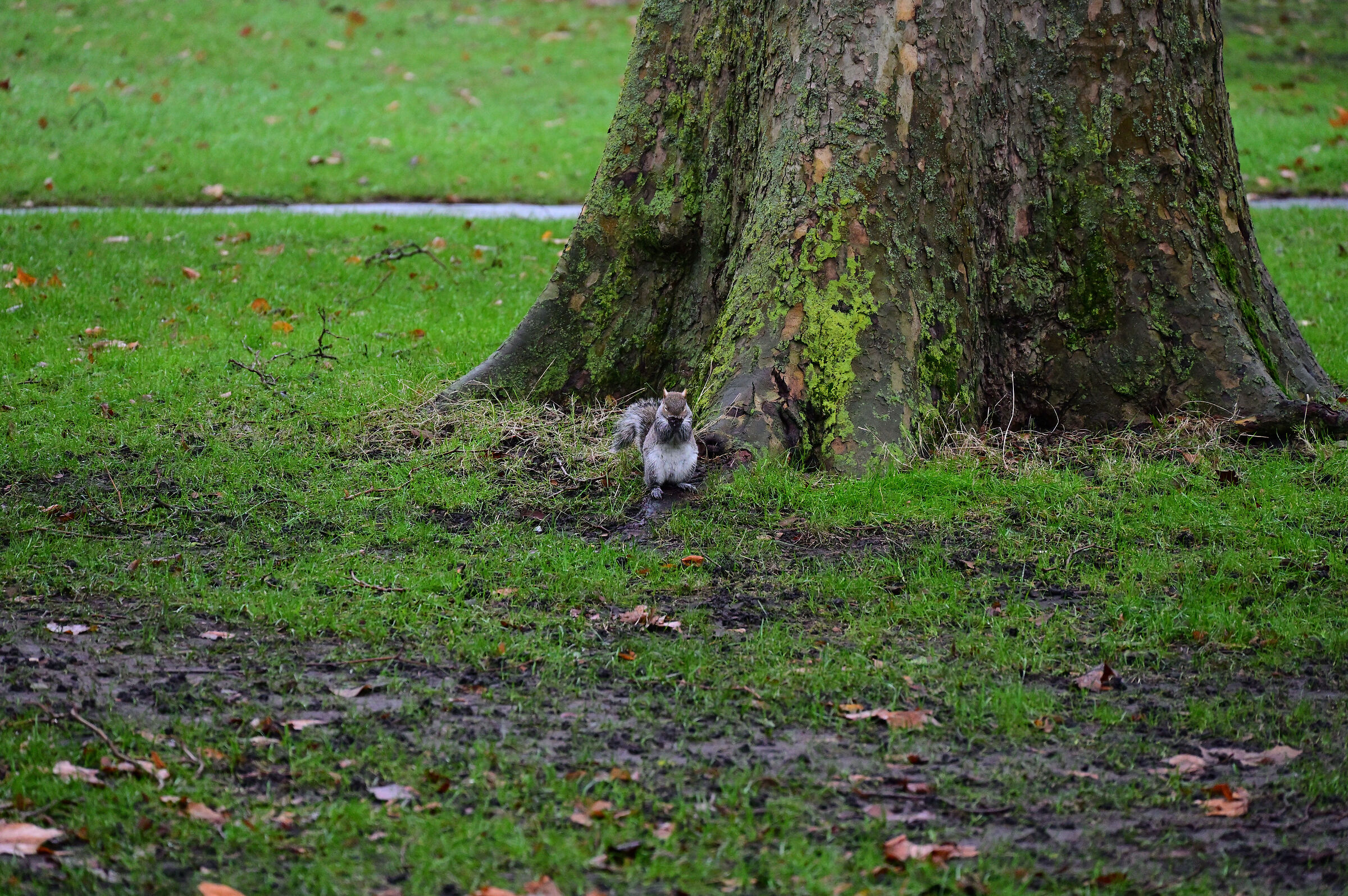 Squirrels in Hyde Park