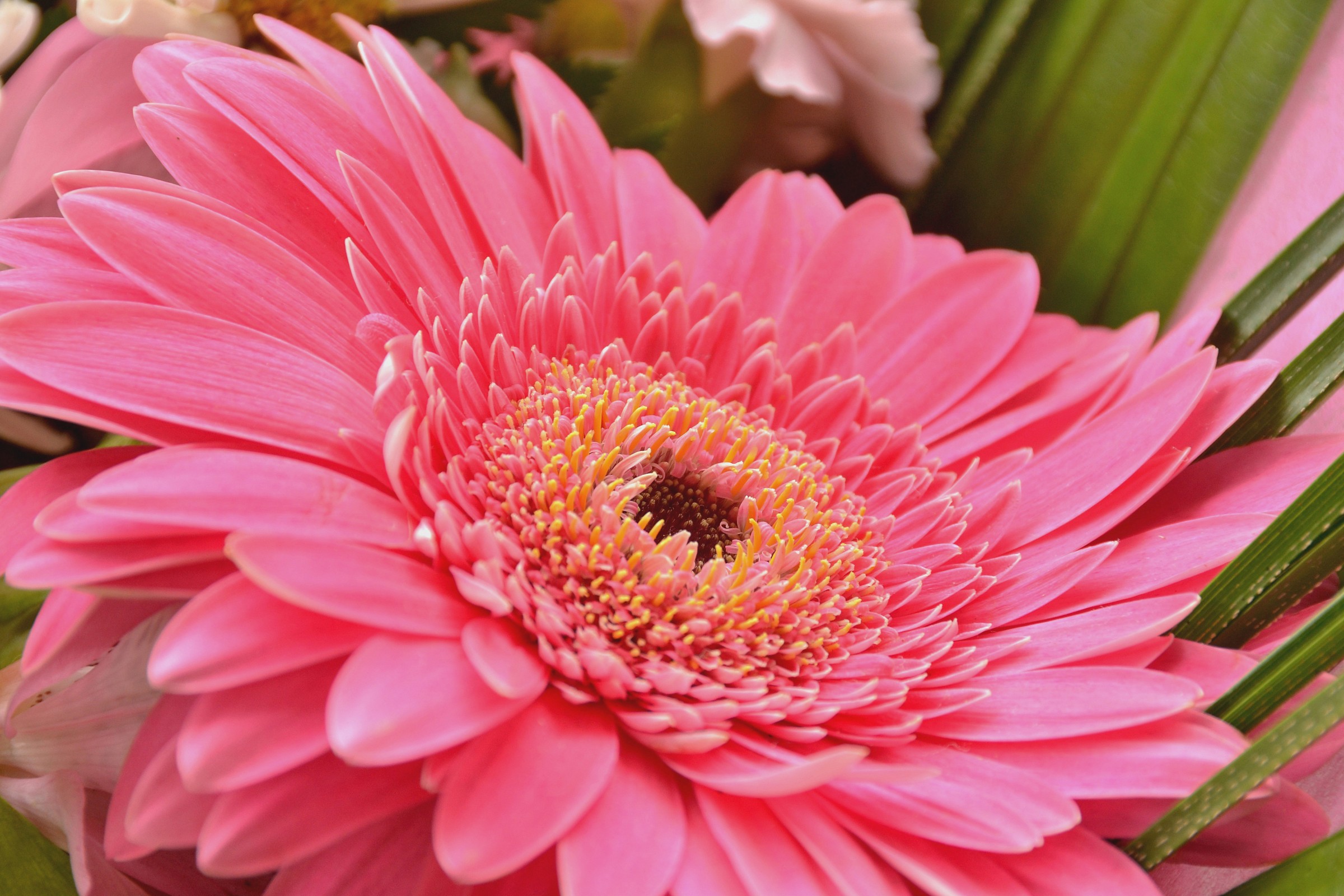 Prime Macro - ...da un bouquet di fiori