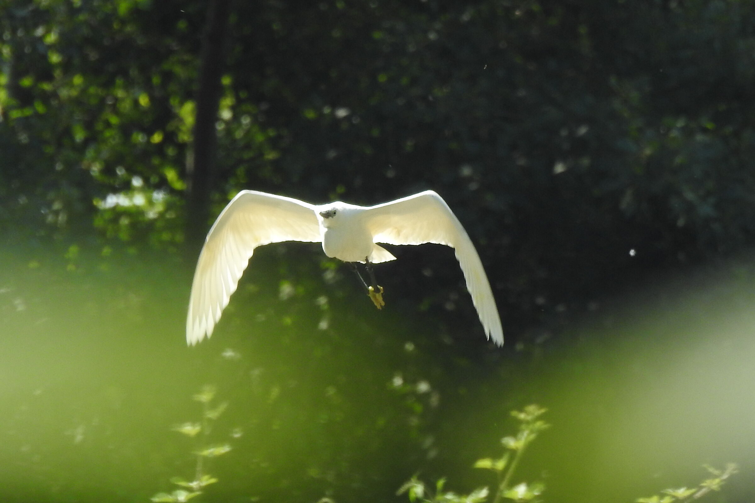 garzetta in volo controluce