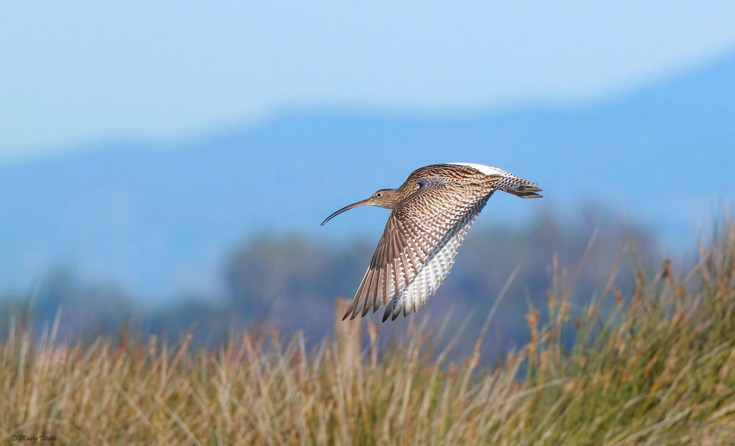 Eurasian Curlew (Numenius arquata)