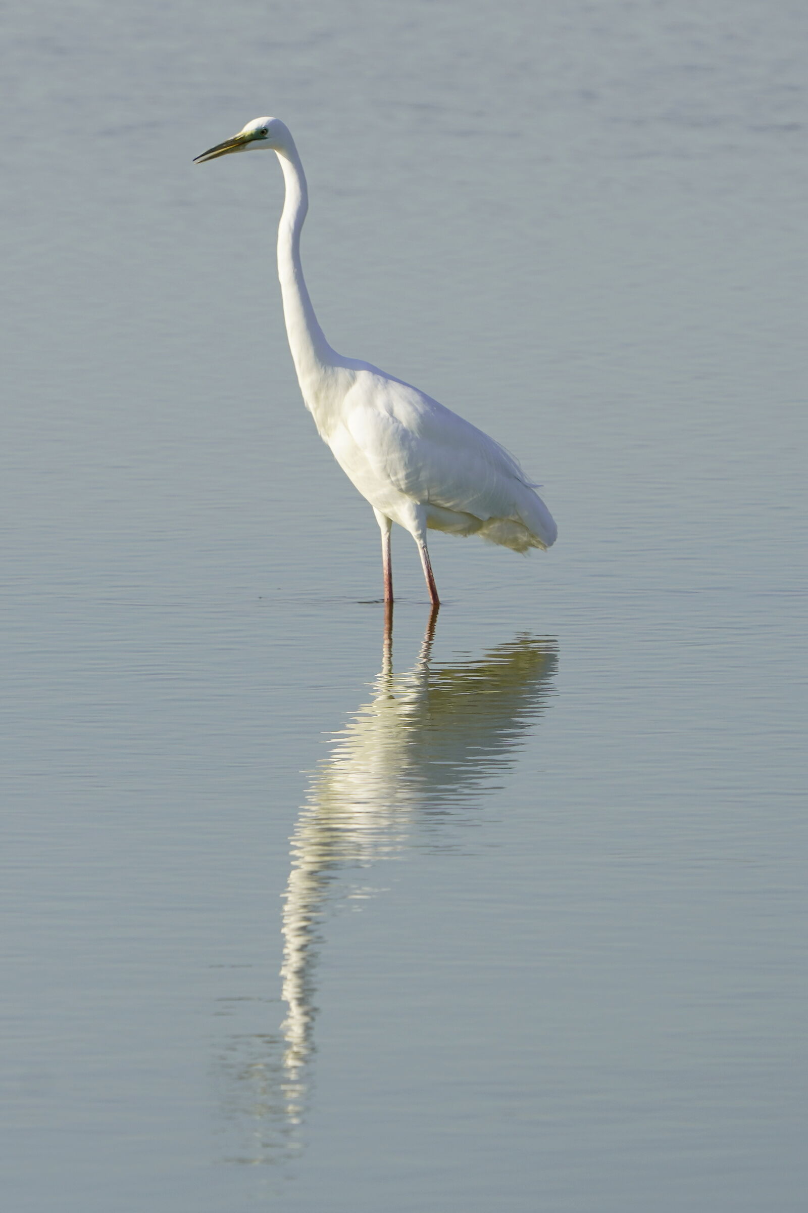 airone bianco maggiore