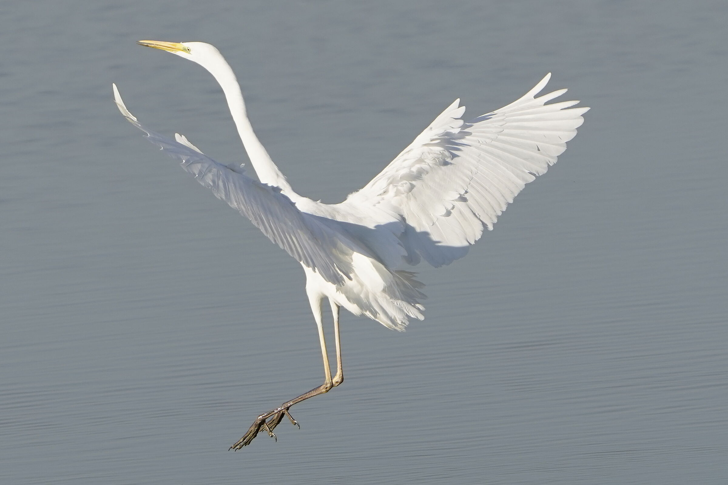 airone maggiore in volo