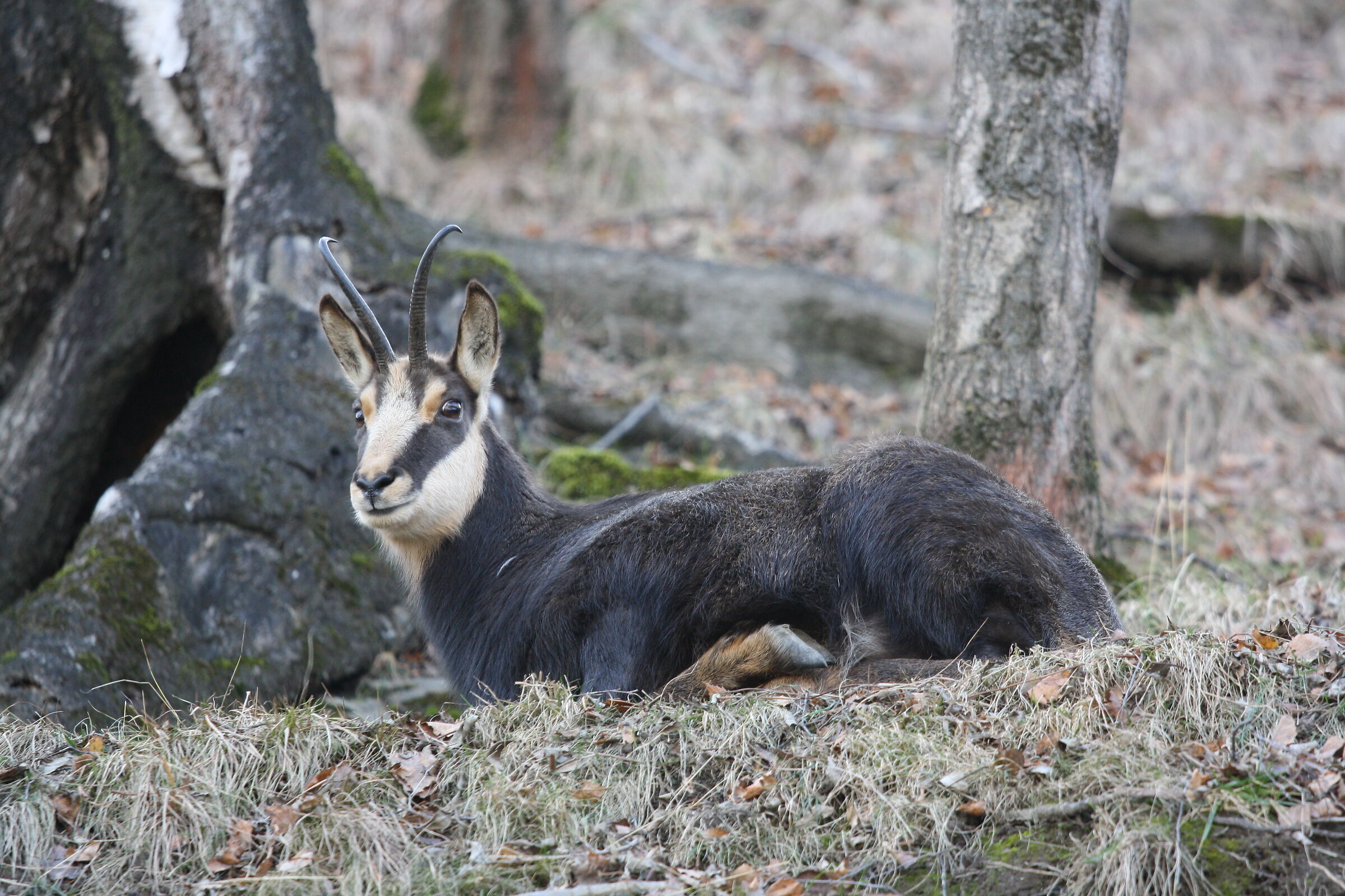 Chamois