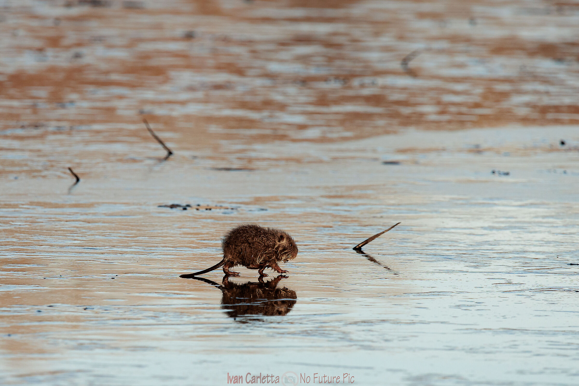 Nutria cammina sulle acque