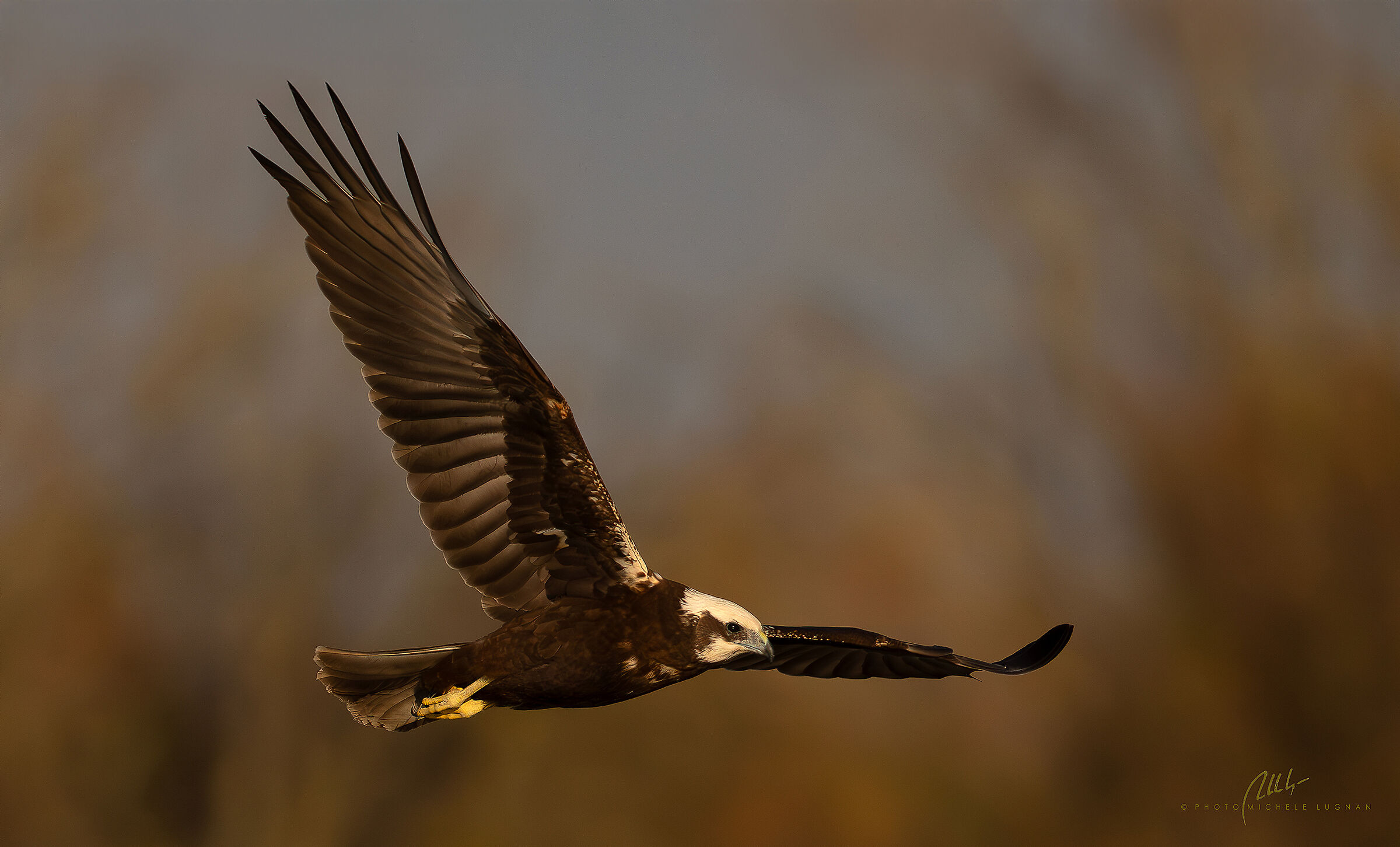Marsh Harrier