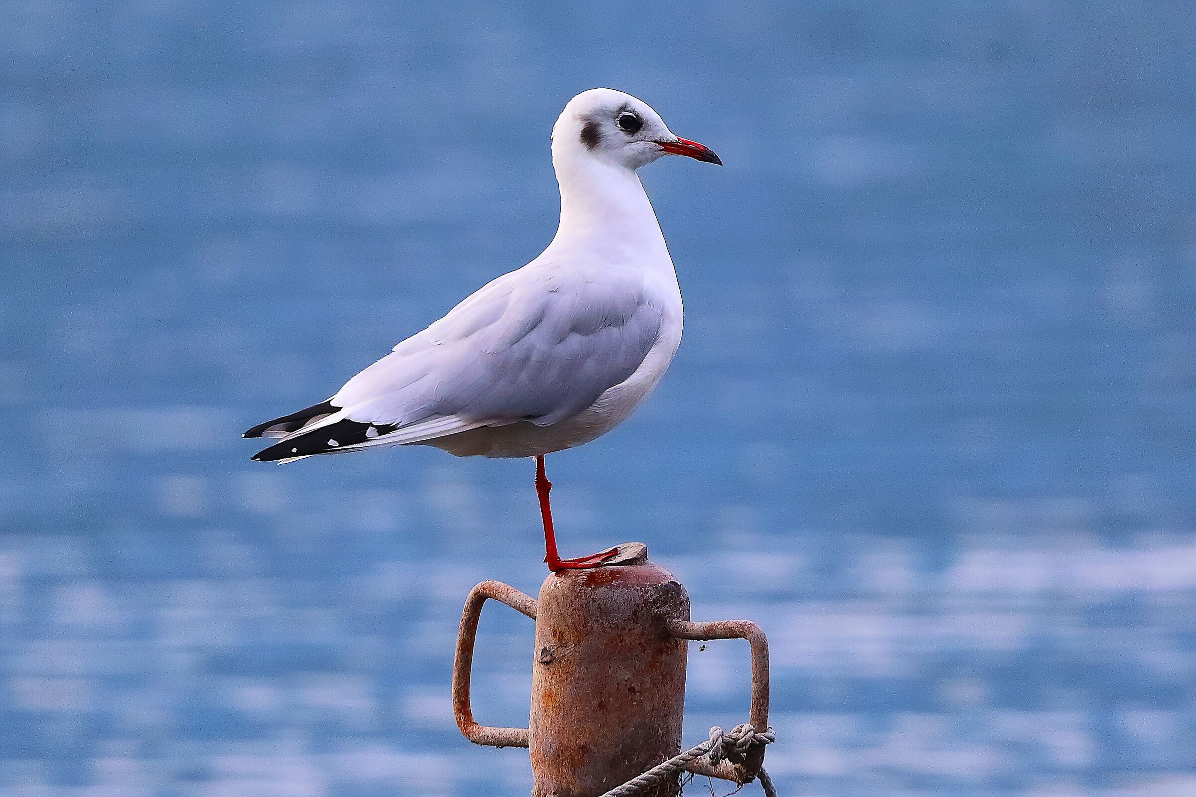 Gabbiano C 06 ottobre 2024 - 0081