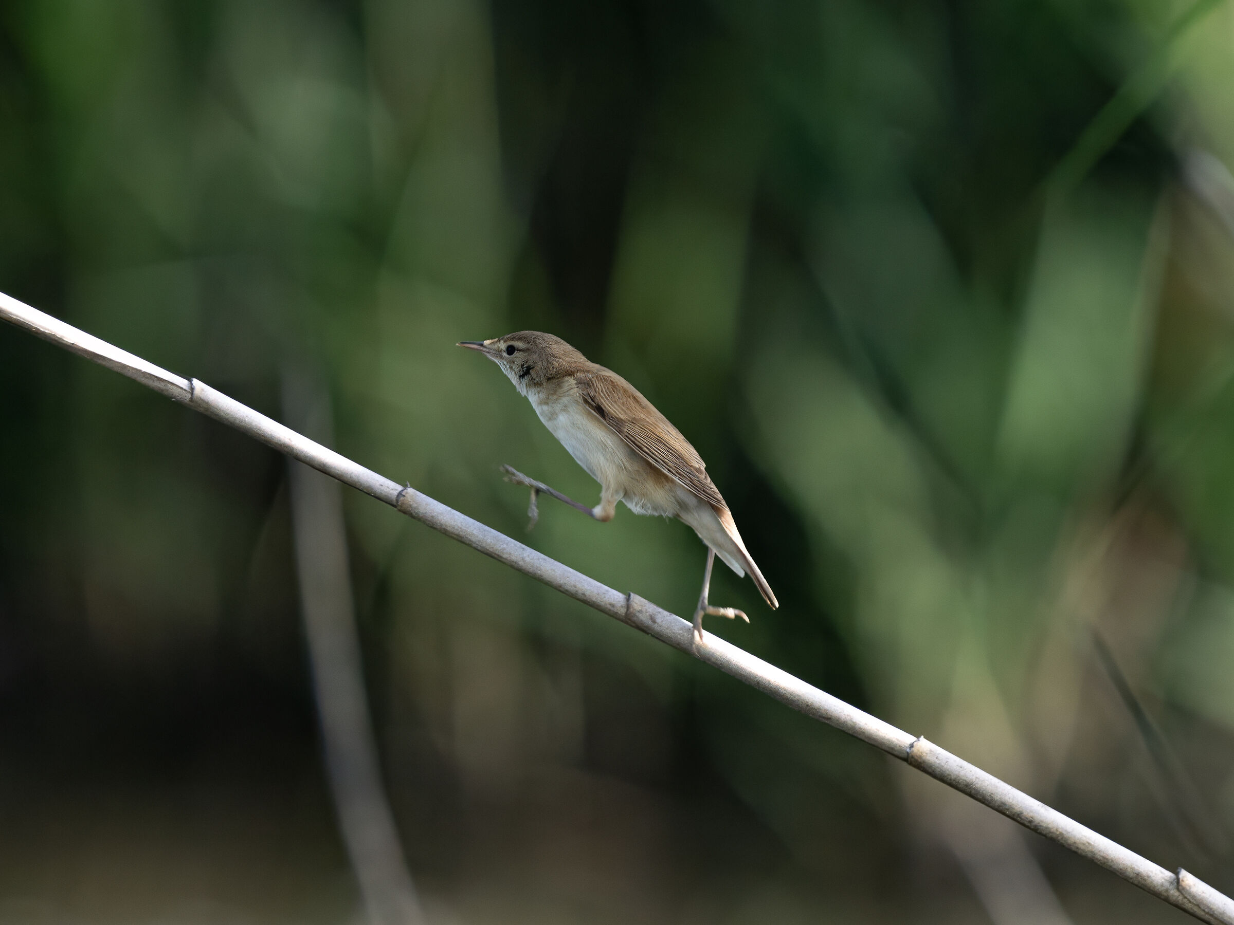 Common reed warbler