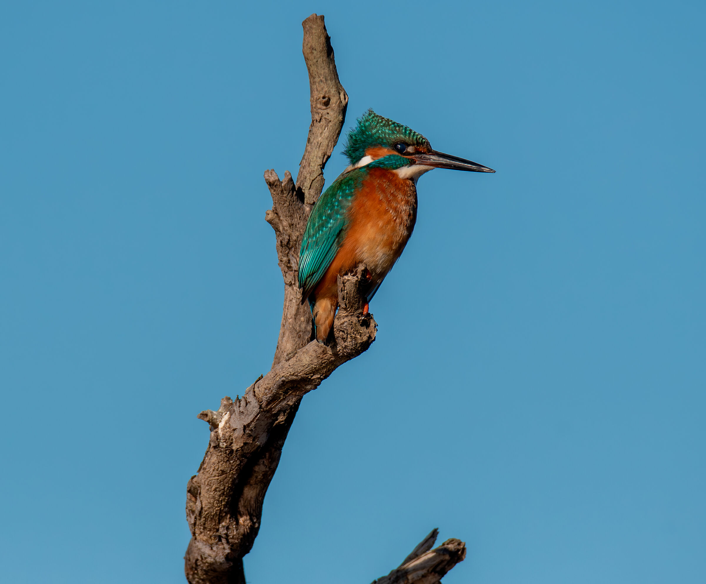 kingfisher
