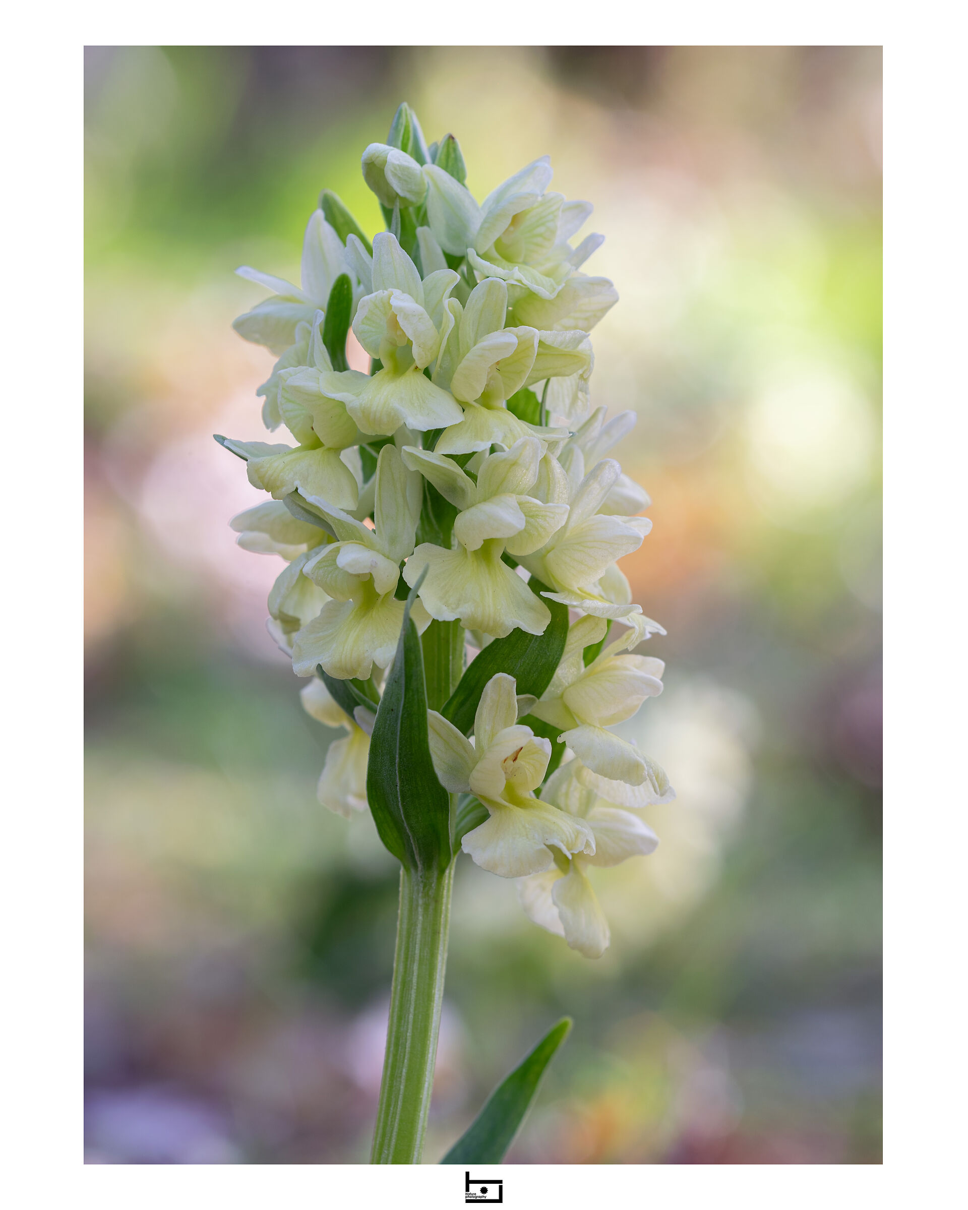 Archetype18/model=?:D actylorhiza-romana: