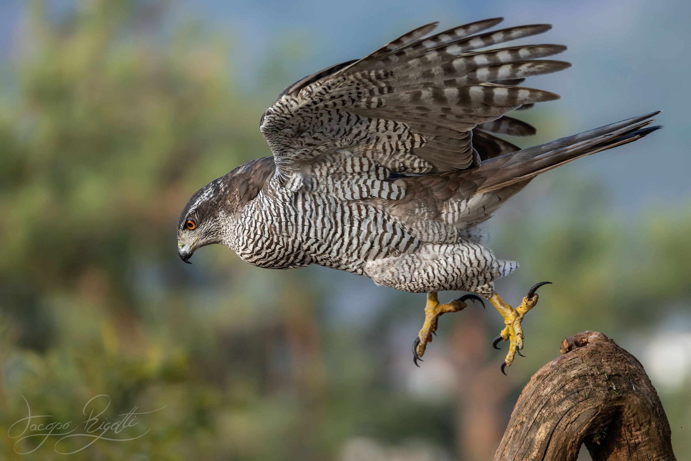 The detachment of the goshawk
