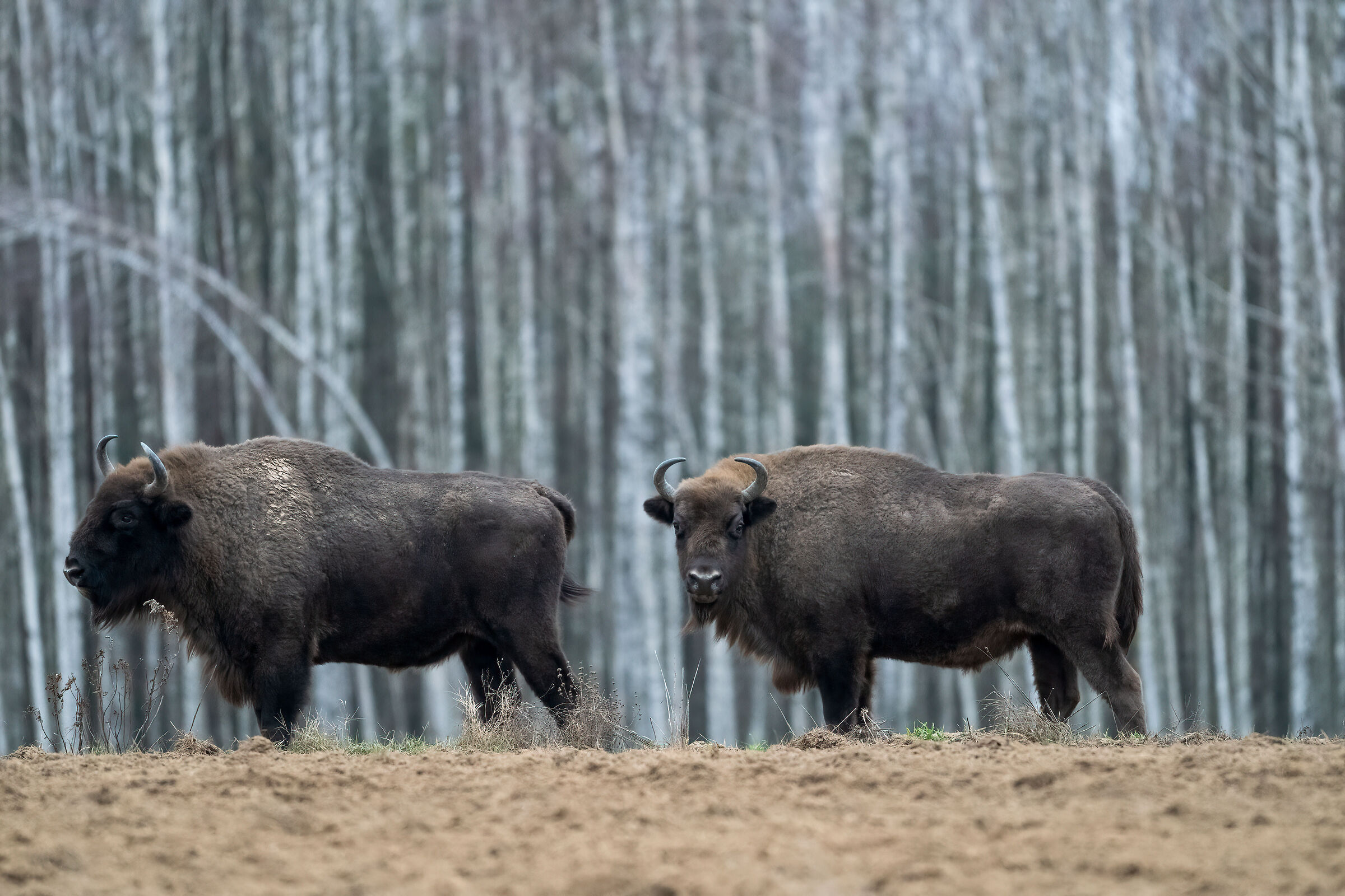 At the edge of the forest