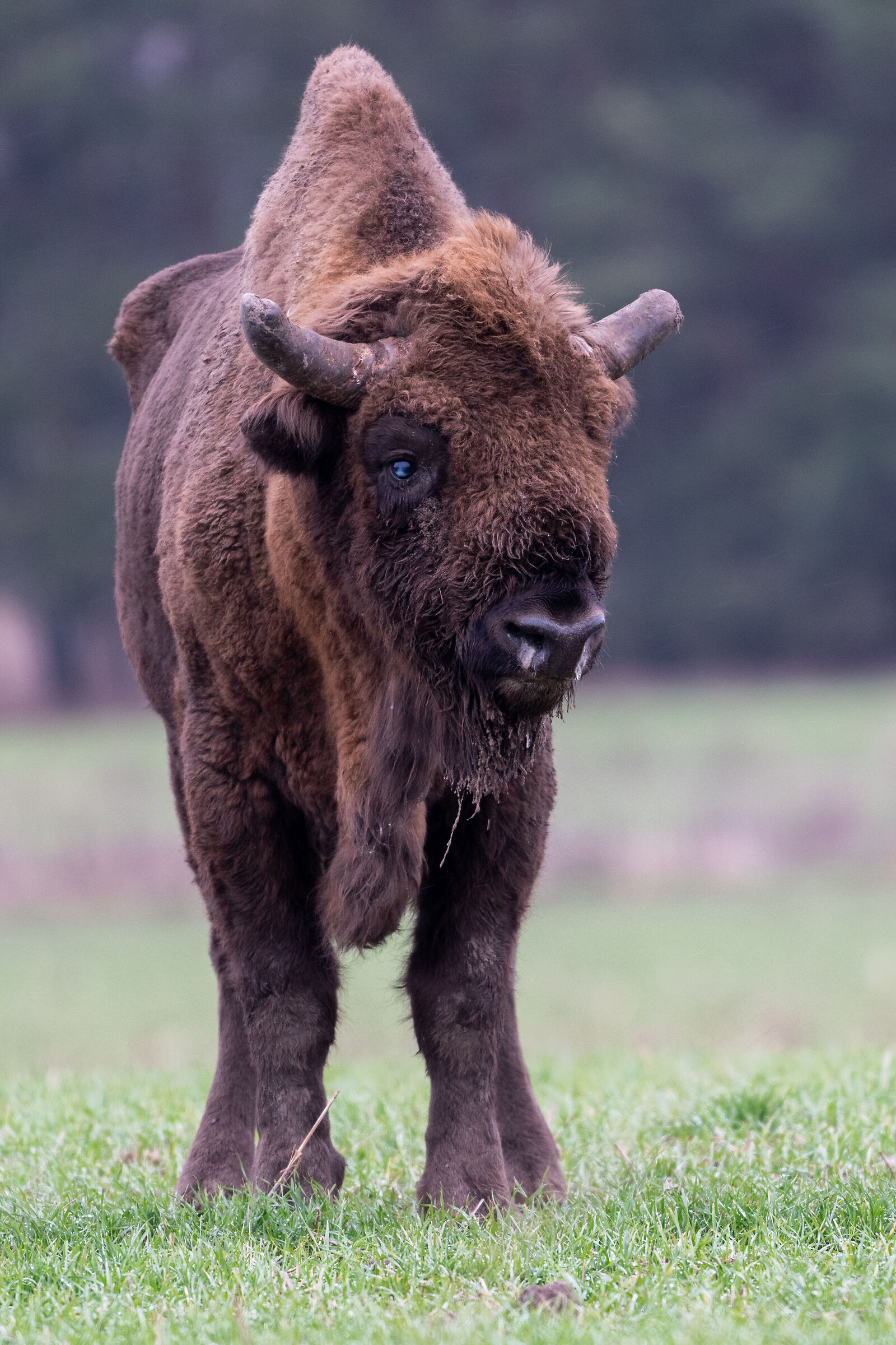 Lone Bison