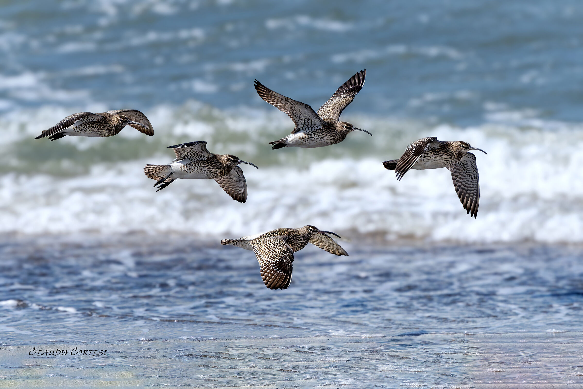 Small curlews