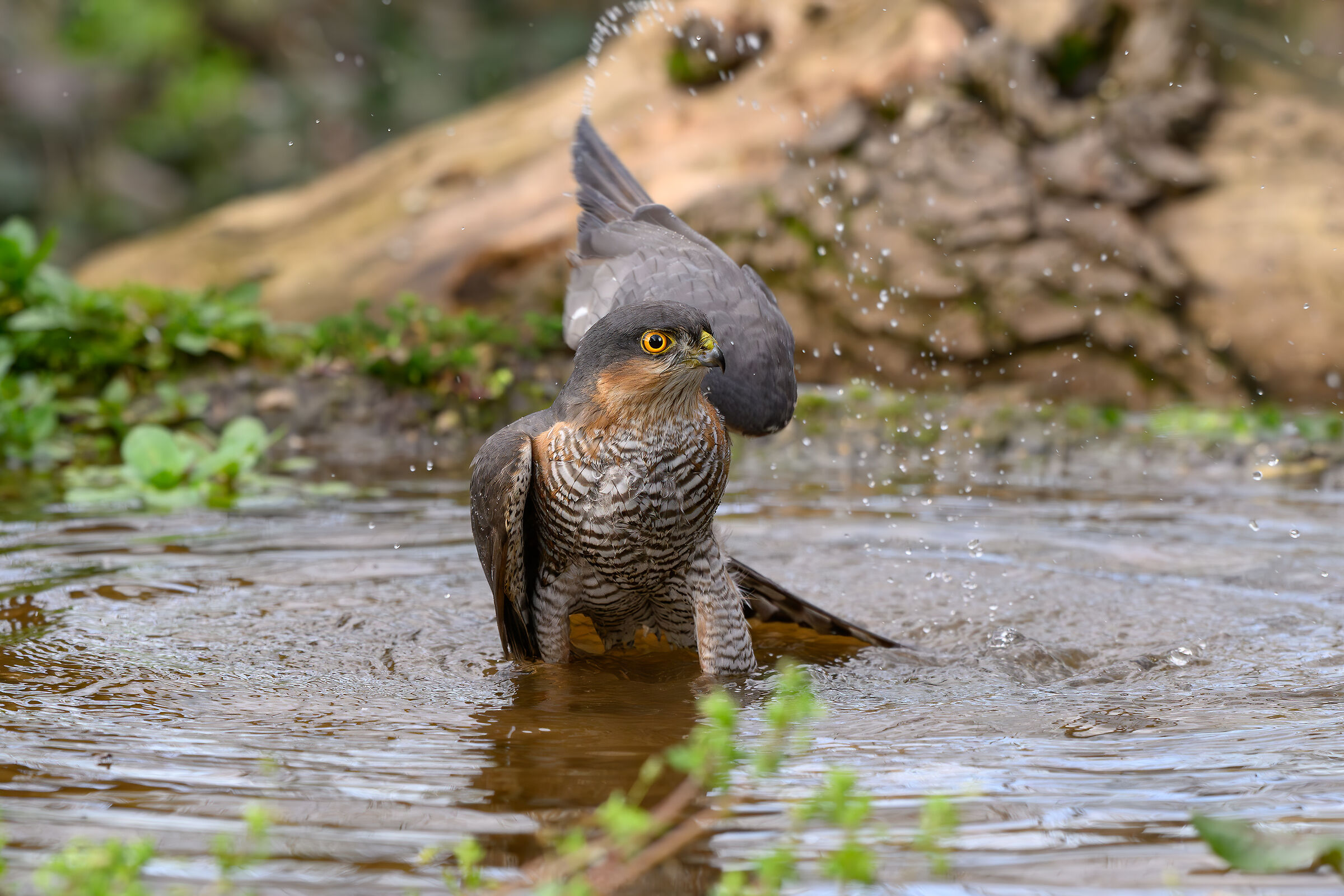 Sparrowhawk at the bathroom