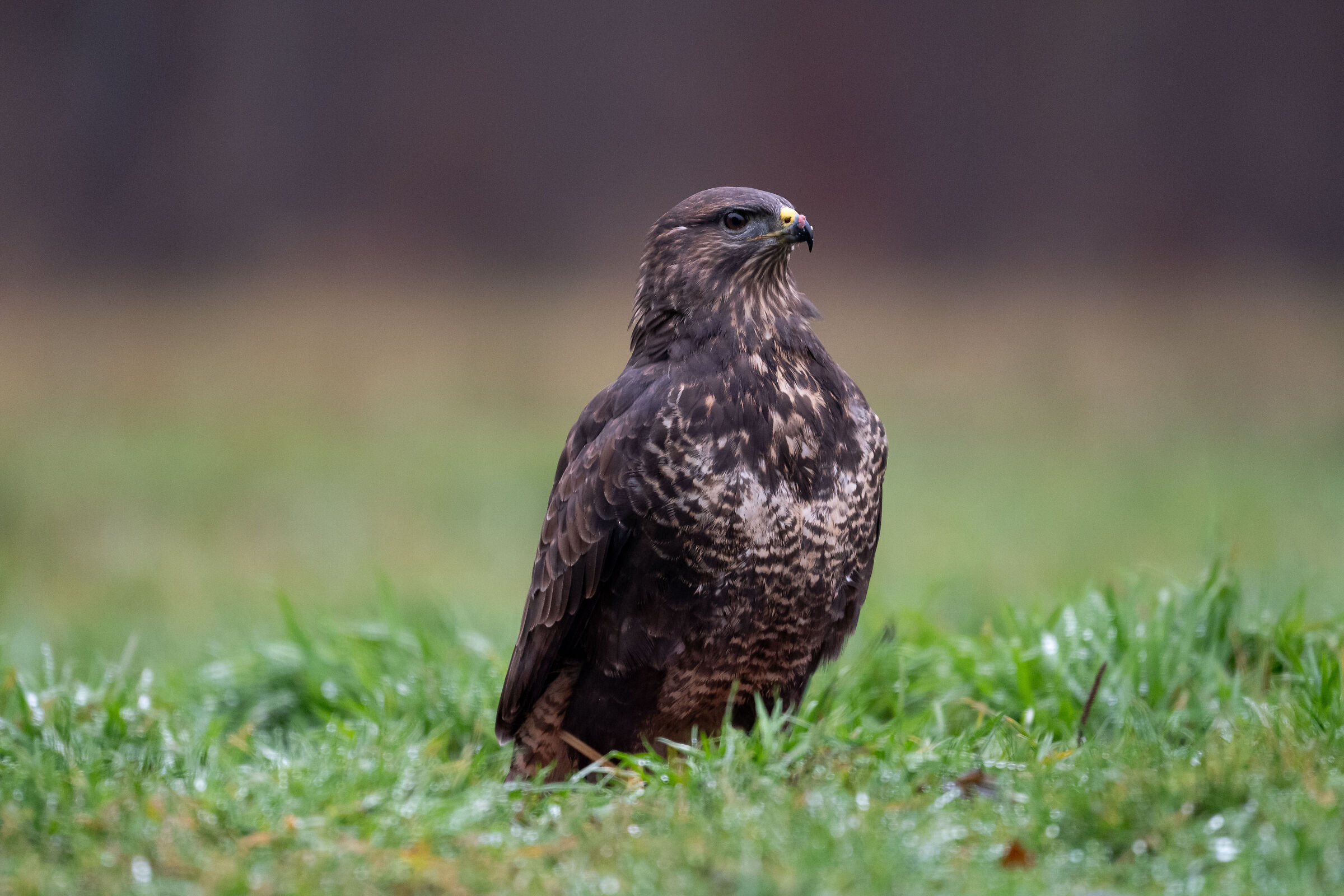 buzzard