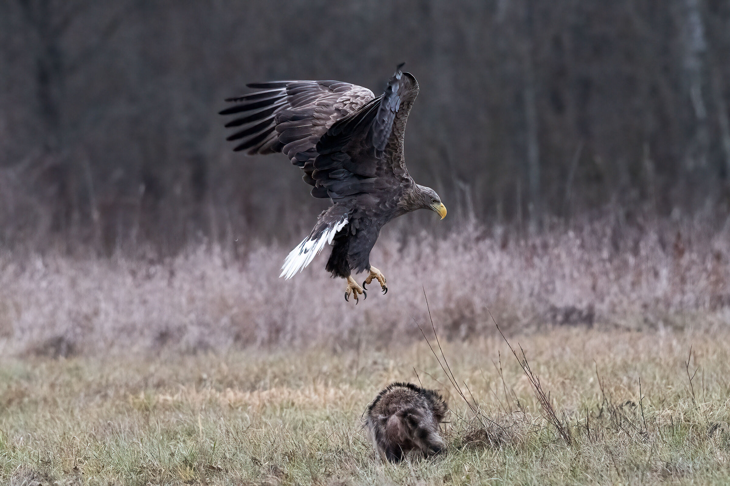 The eagle and the raccoon dog