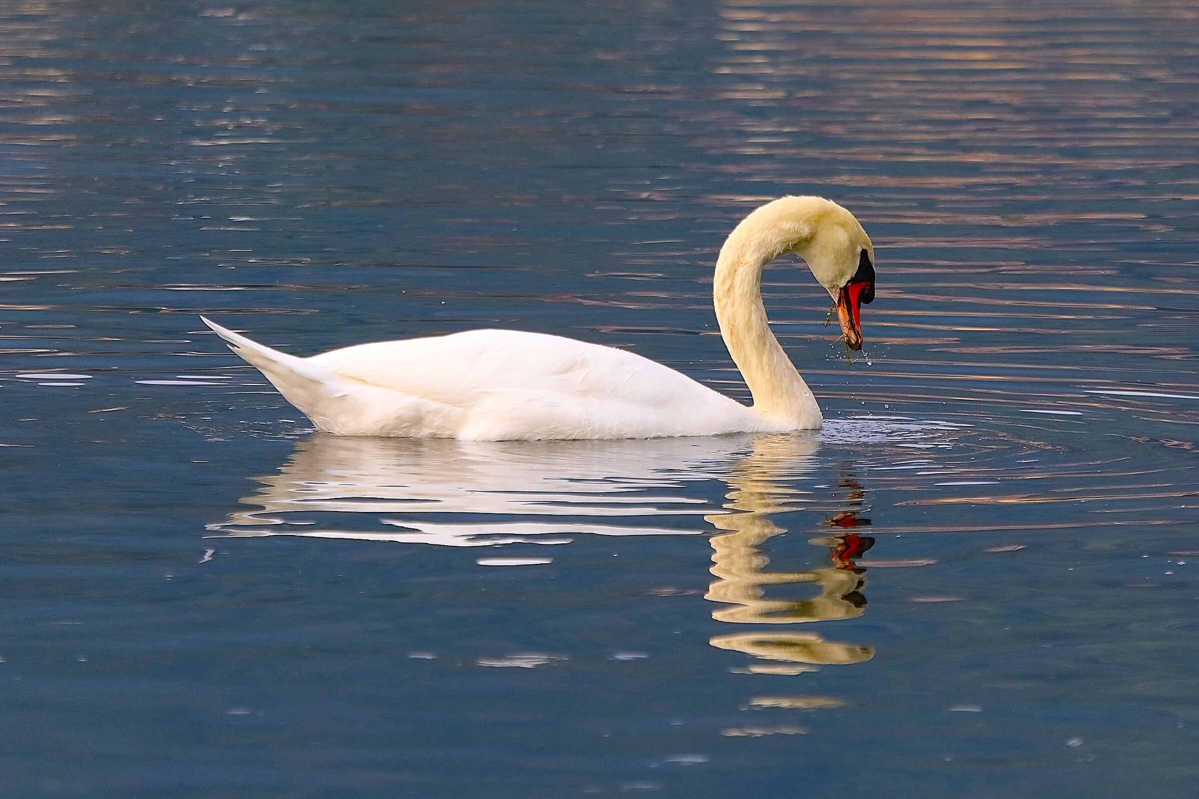 Cigno R 06 ottobre 2024 - 0083