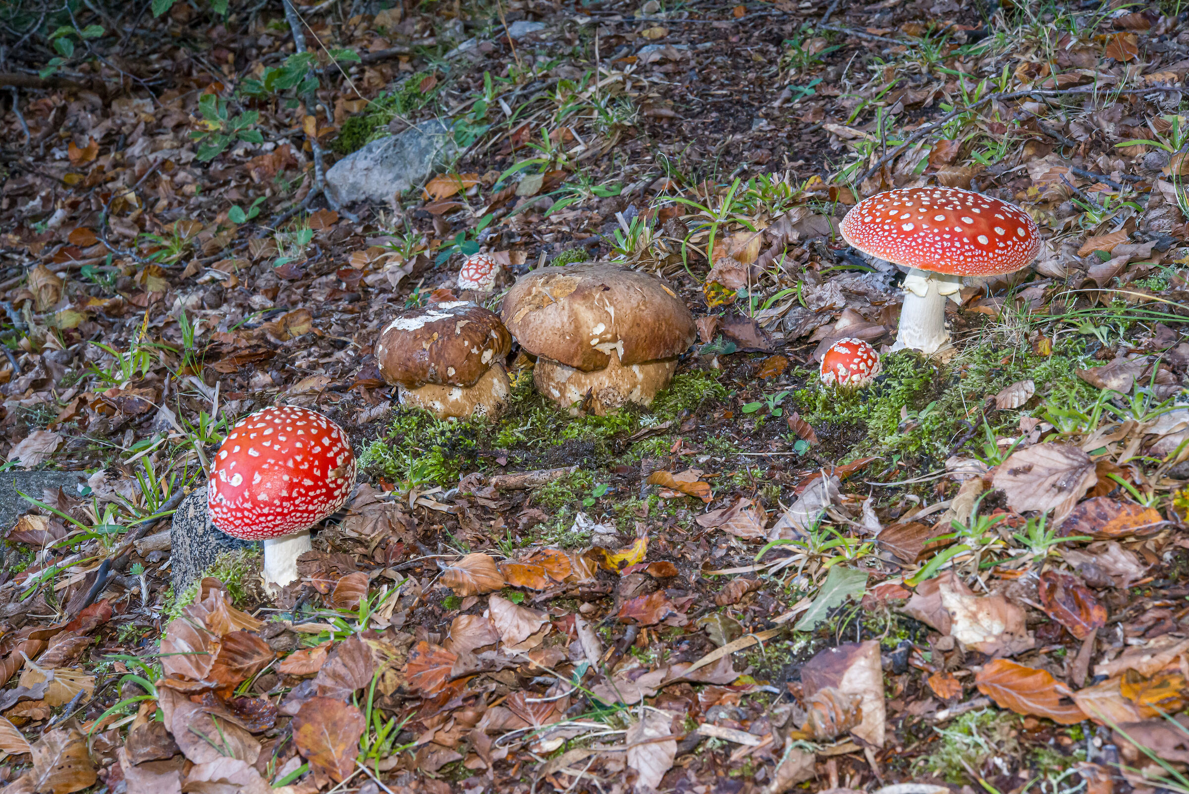 Boletus eastivalis and Amanita muscaria