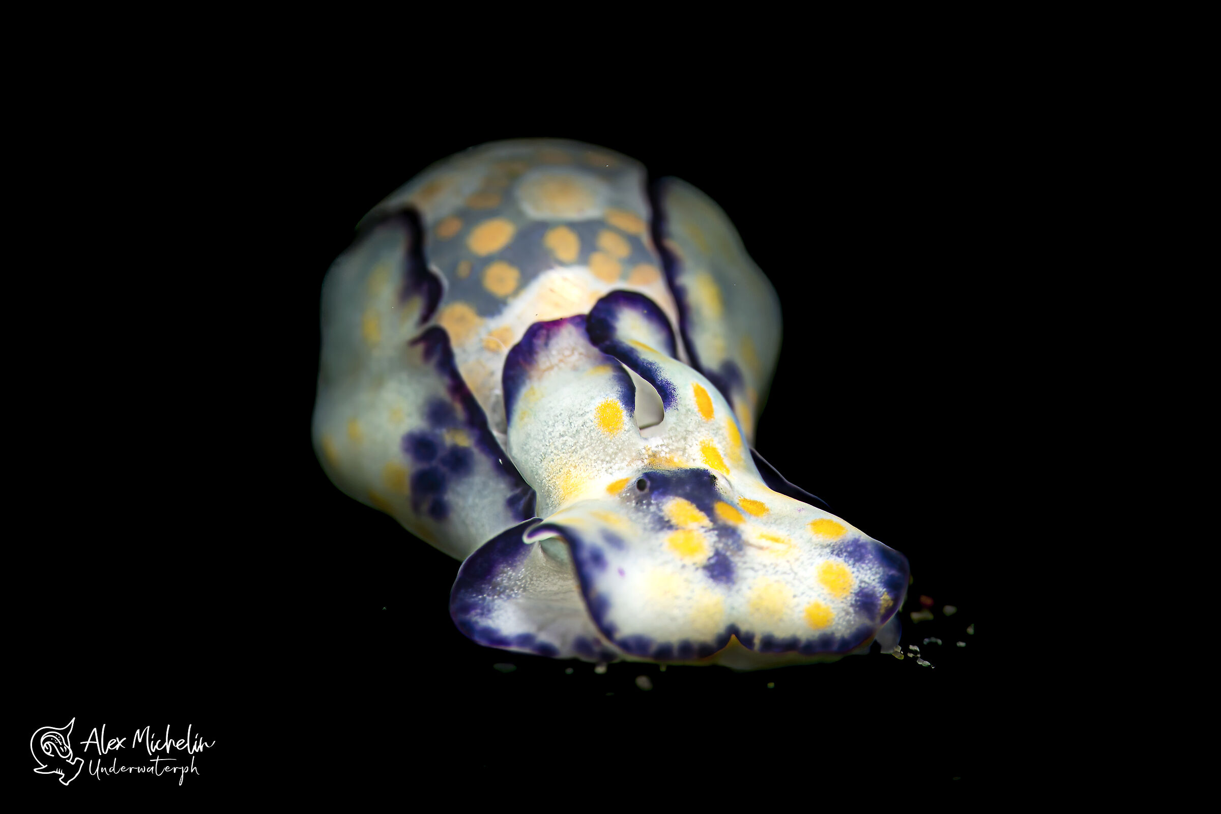 Lamprohaminoea ovalis