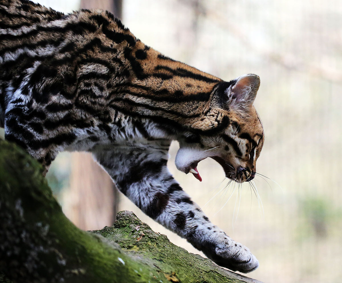 ocelot (buongiorno!)